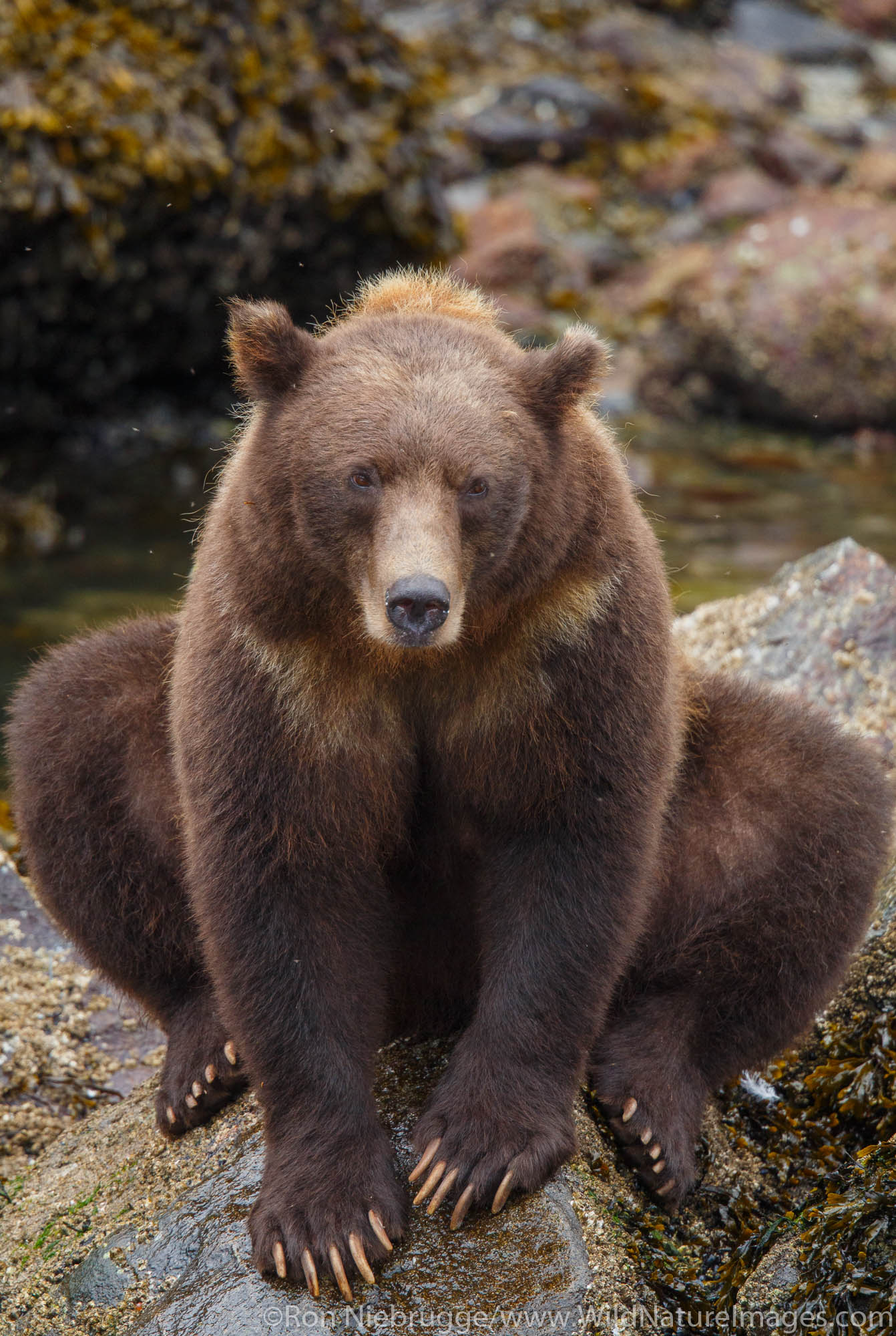 Brown bears, Baranof Island, Tongass National Forest, Alaska.