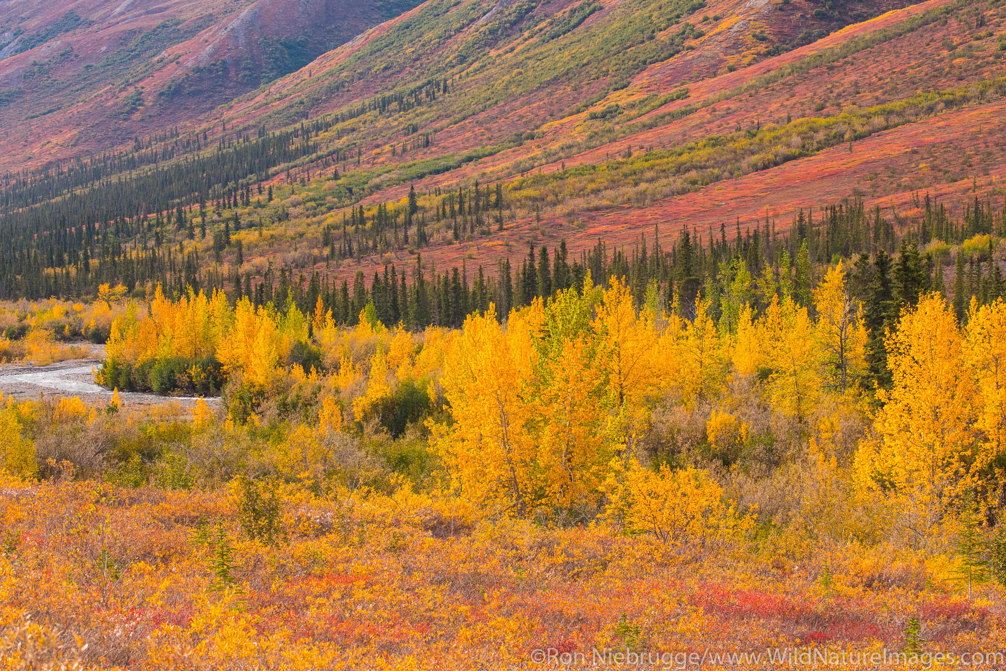 Autumn colors in the Brooks Range Arctic Alaska.