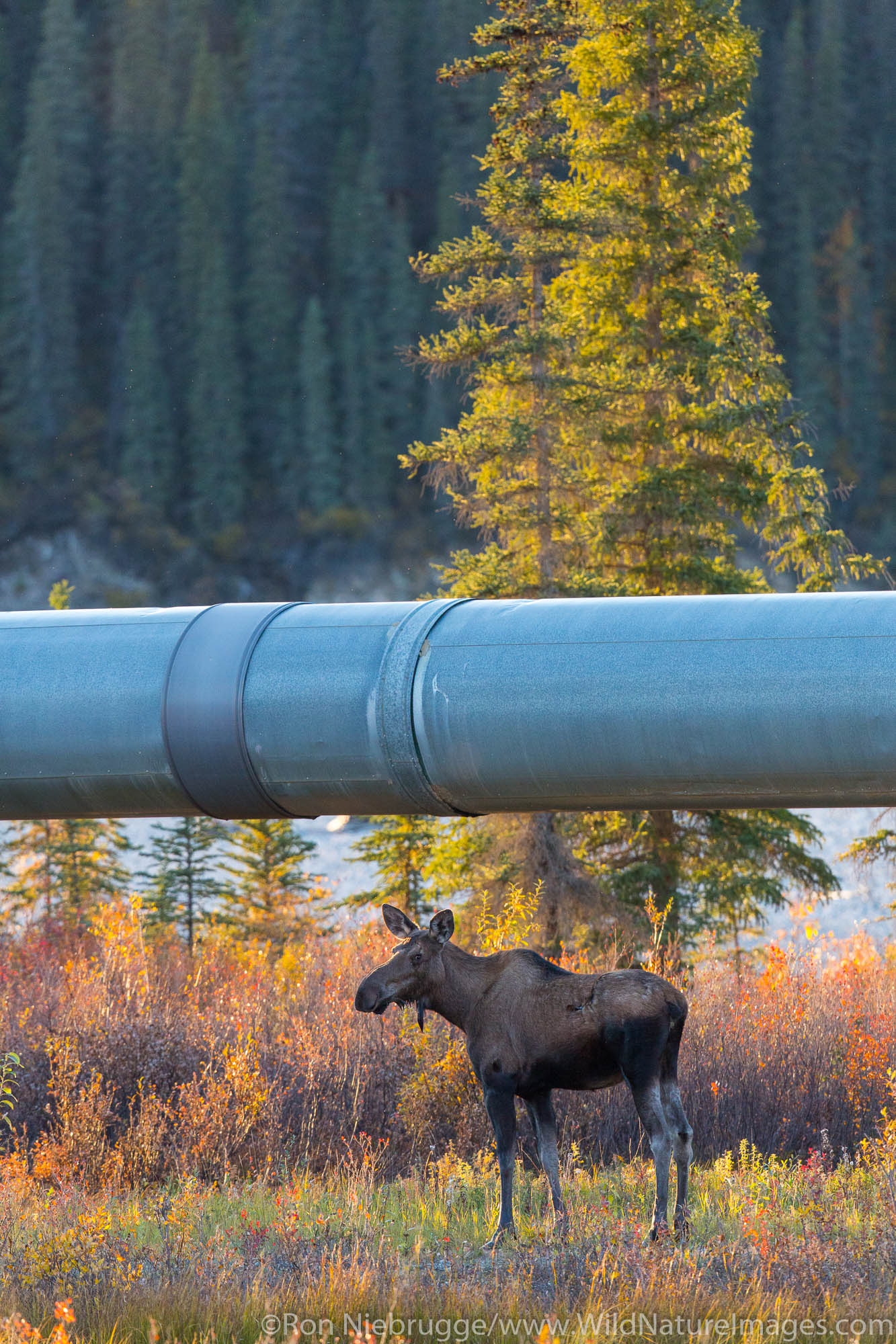 Moose and the Alyeska Trans Alaska pipeline, Brooks Range, Arctic Alaska.