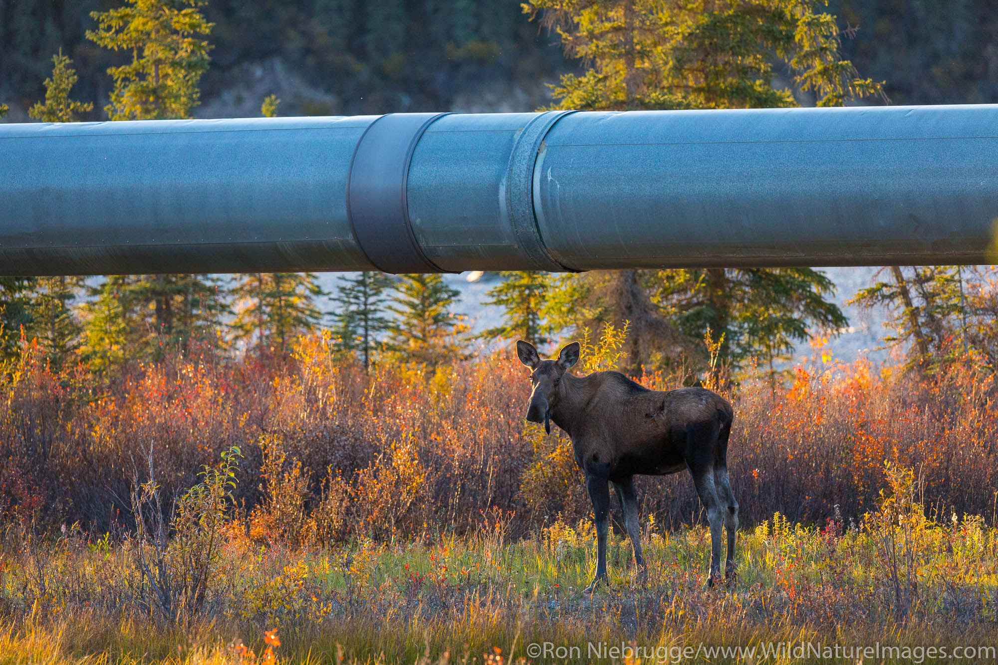 Moose and the Alyeska Trans Alaska pipeline, Brooks Range, Arctic Alaska.
