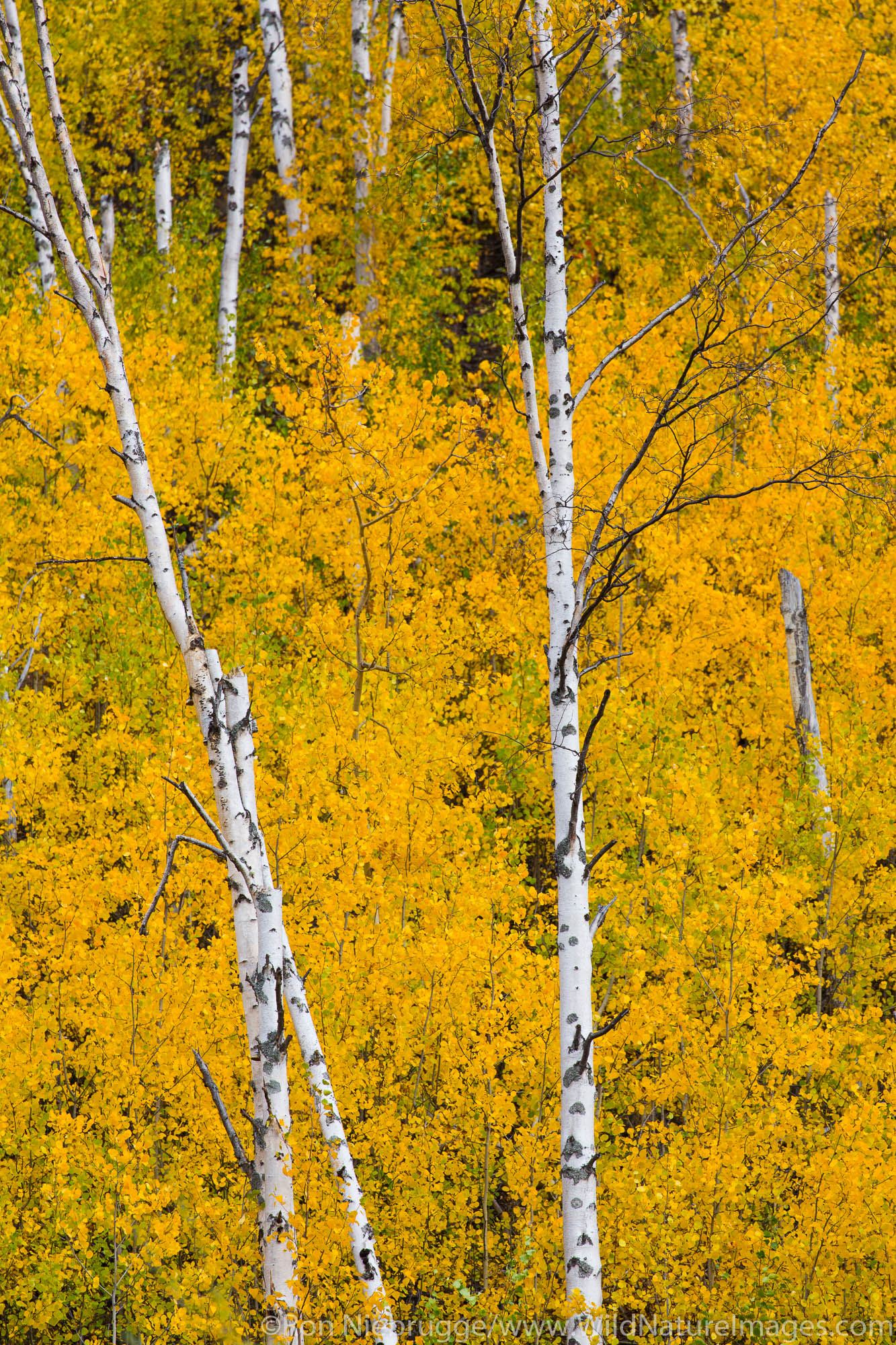 Autumn colors in the Brooks Range, Arctic Alaska.