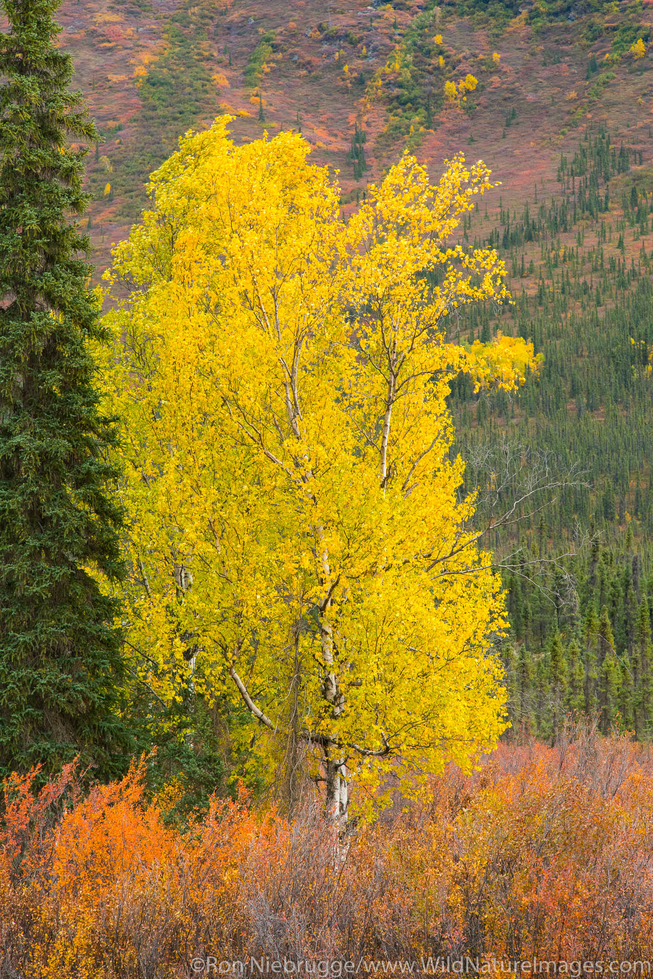 Autumn colors in the Brooks Range, Arctic Alaska.