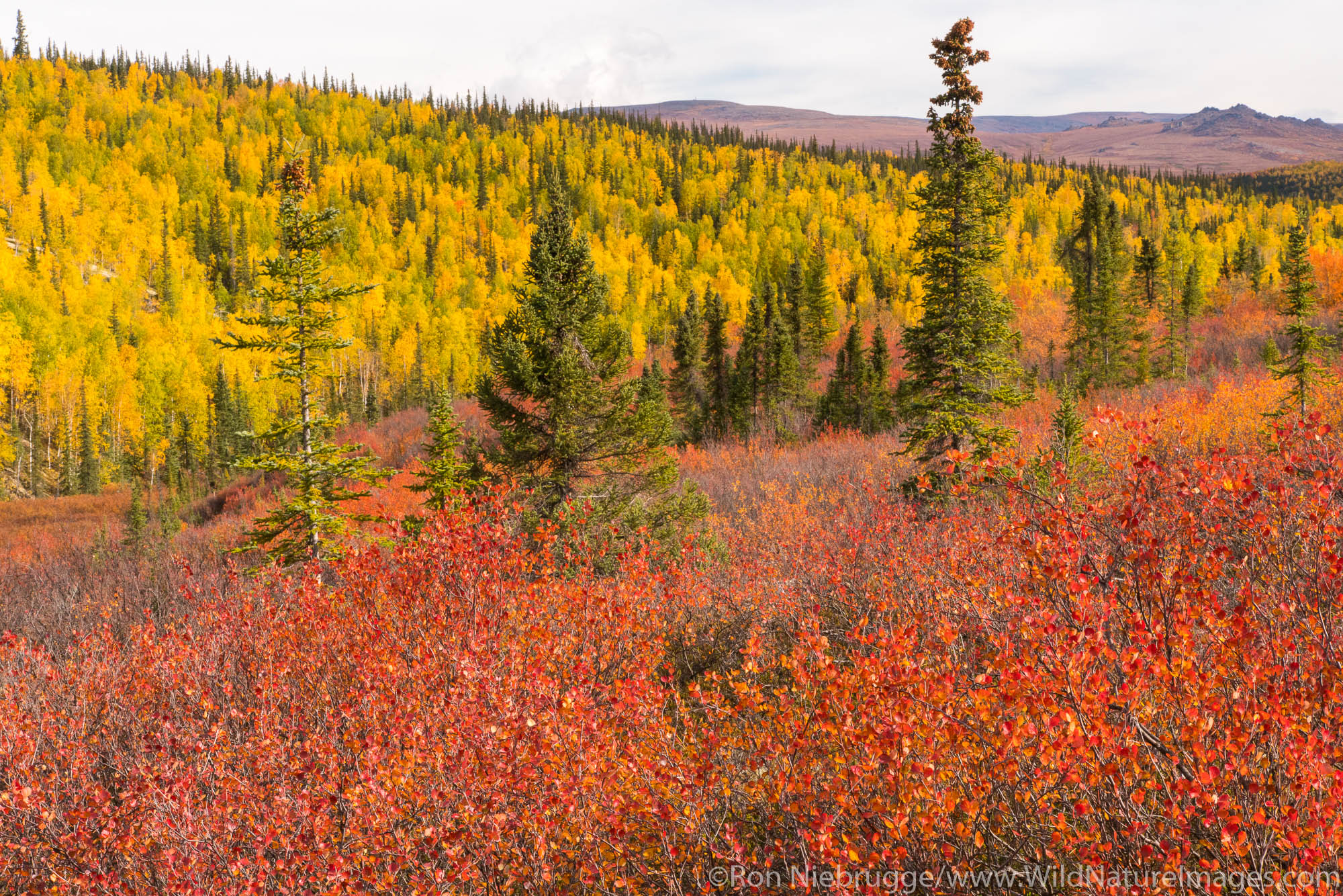 Autumn colors in the Brooks Range Arctic Alaska.