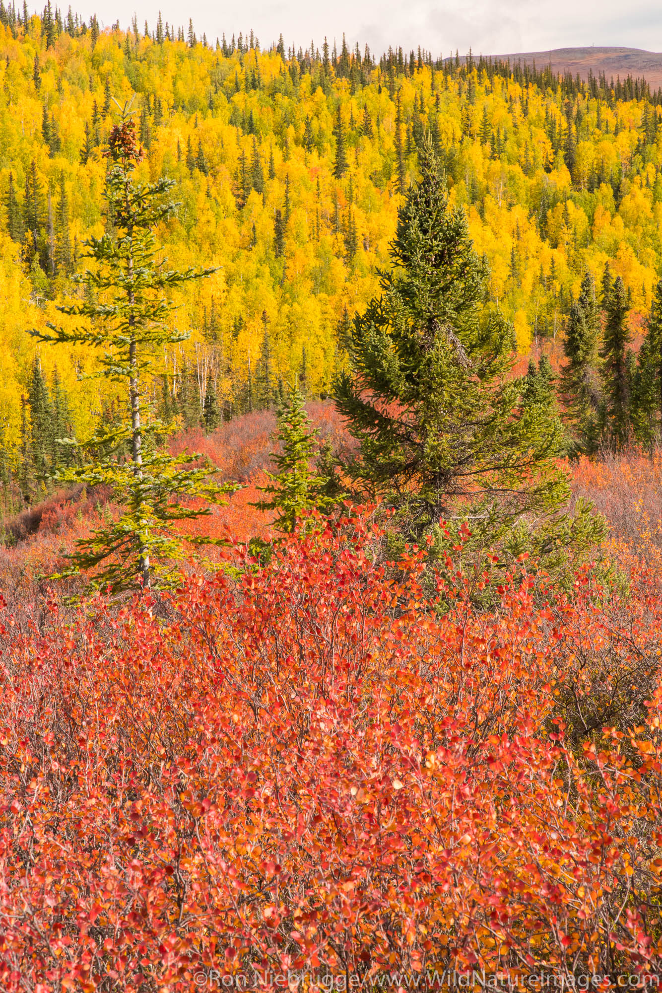 Autumn colors in the Brooks Range, Arctic Alaska.