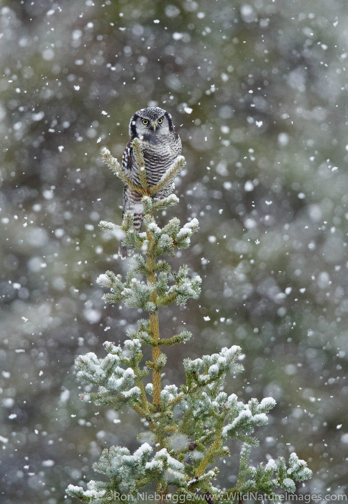 Northern hawk-owl in a snowstorm Arctic Alaska.