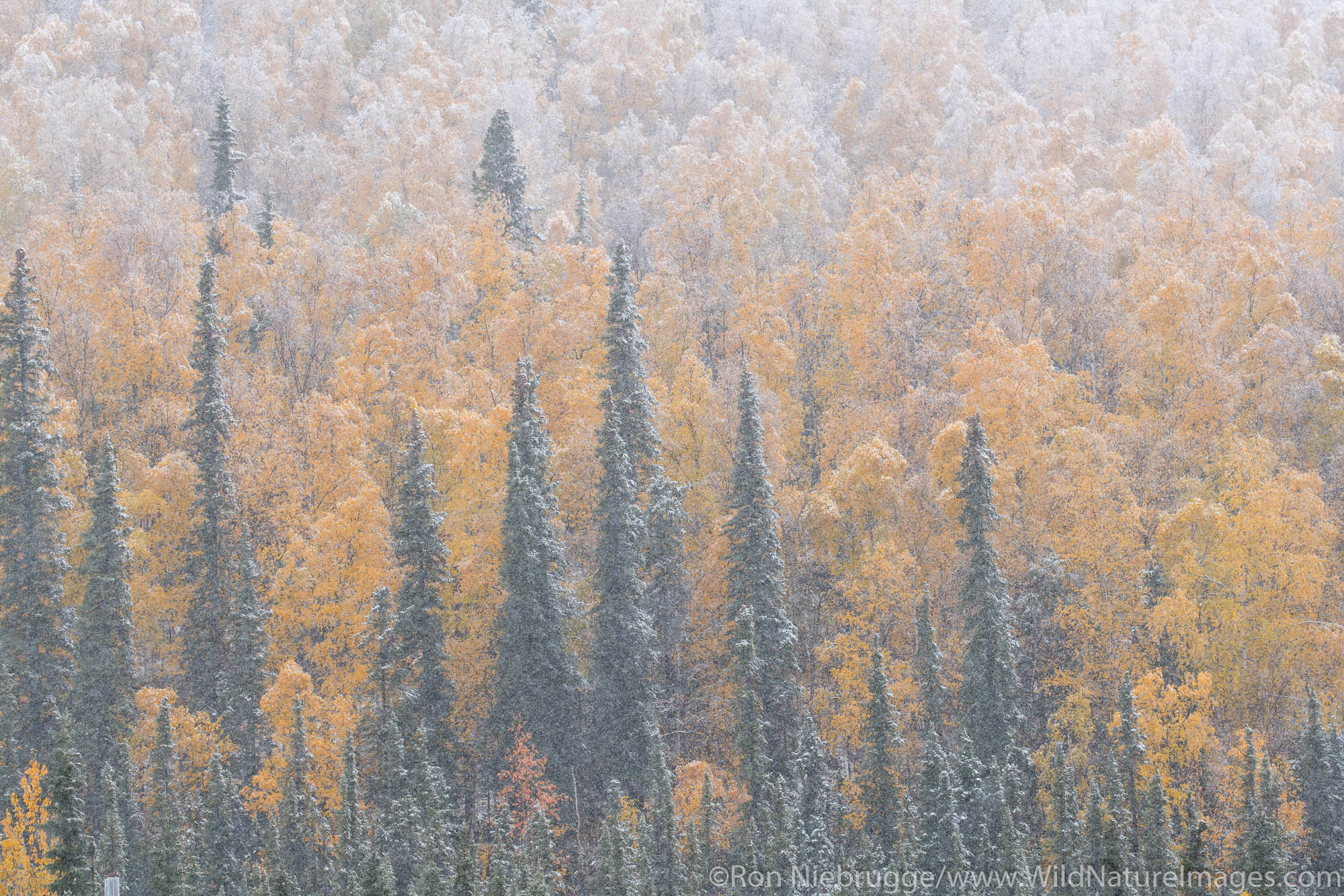 Snow during the Autumn, Brooks Range, Arctic Alaska.