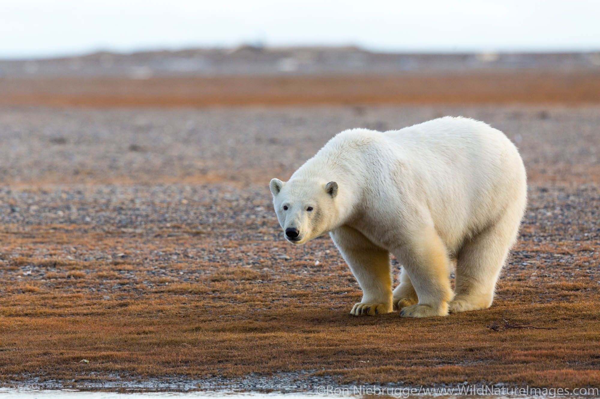 Polar bears (Ursus maritimus),  Arctic National Wildlife Refuge, Alaska.