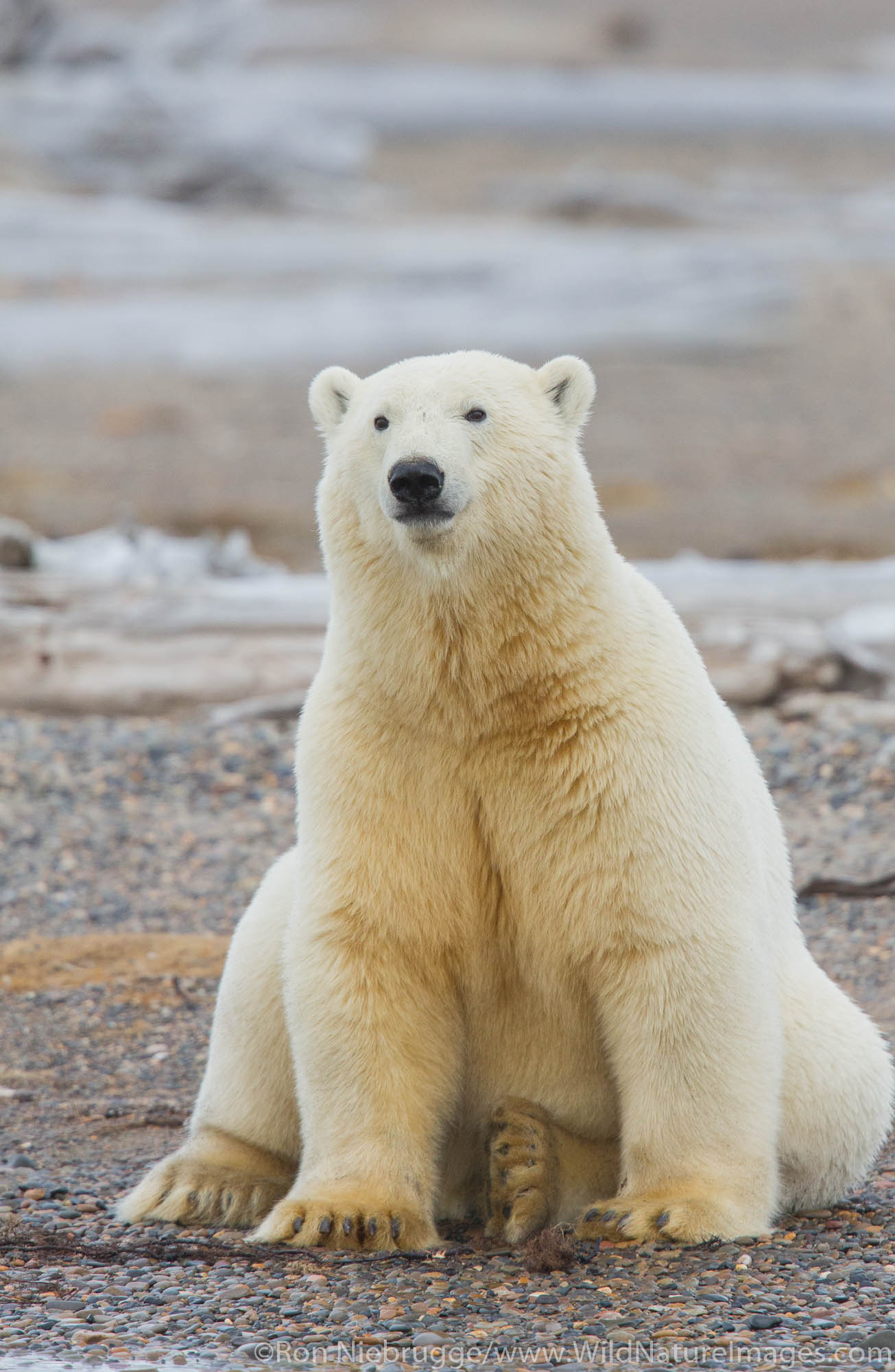 Polar bears (Ursus maritimus) Arctic National Wildlife Refuge Alaska.