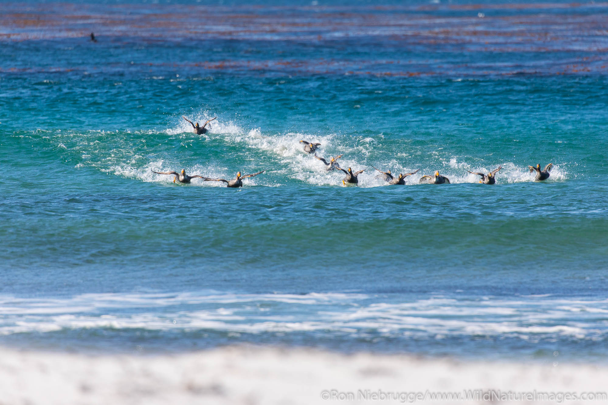 Group of Falkland Steamer Ducks, Sea Lion Island, Falkland Islands.