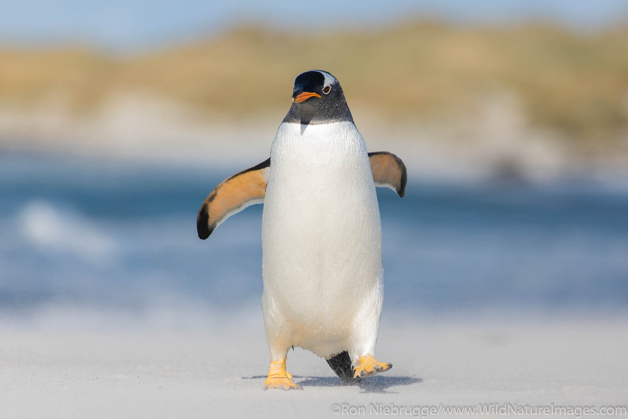 Gentoo penguin, Sea Lion Island, Falkland Islands.