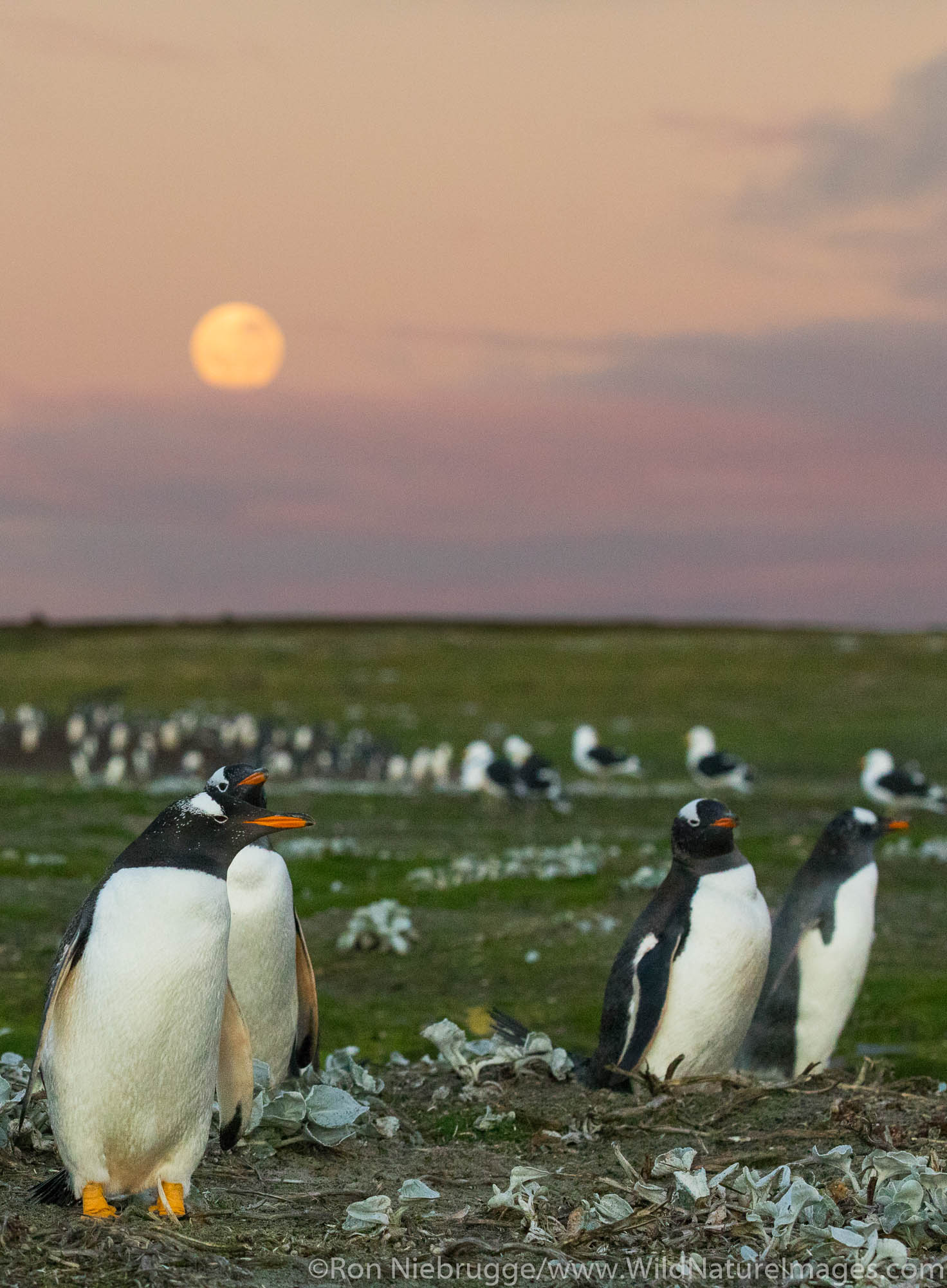Gentoo penguins, Sea Lion Island, Falkland Islands.