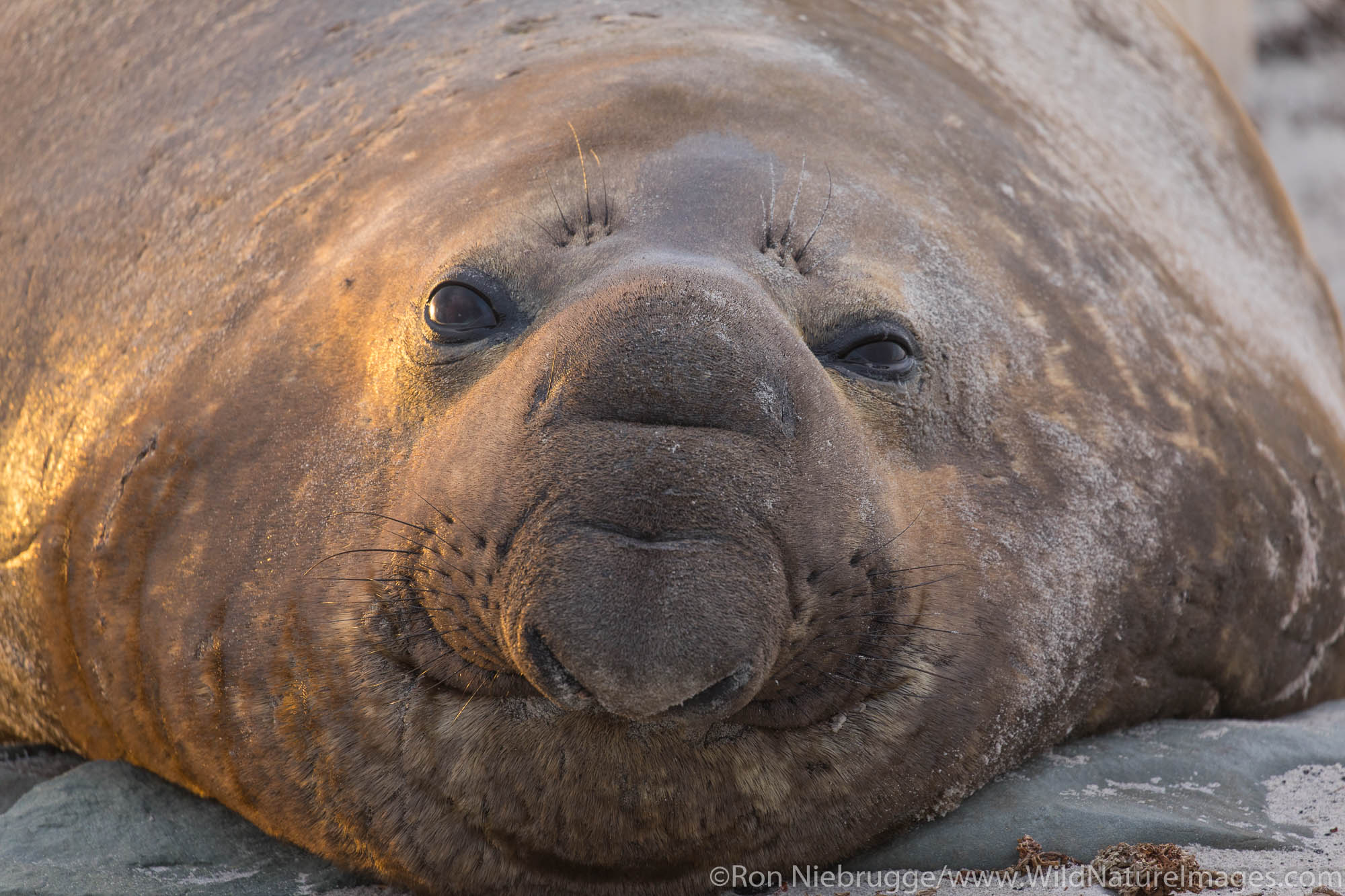 Southern elephant seals, Sea Lion Island, Falkland Islands.