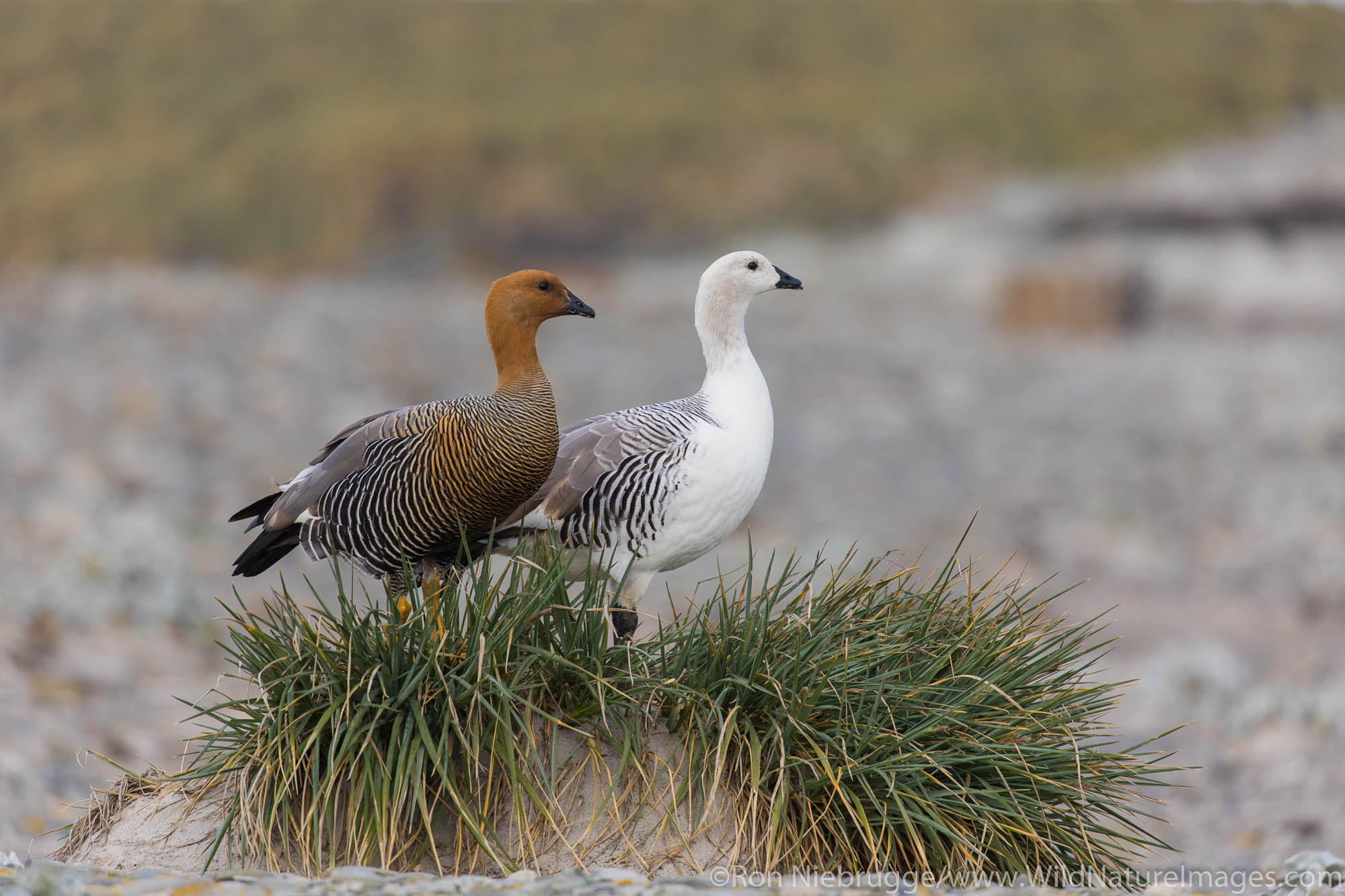 Upland Goose, Sea Lion Island, Falkland Islands.