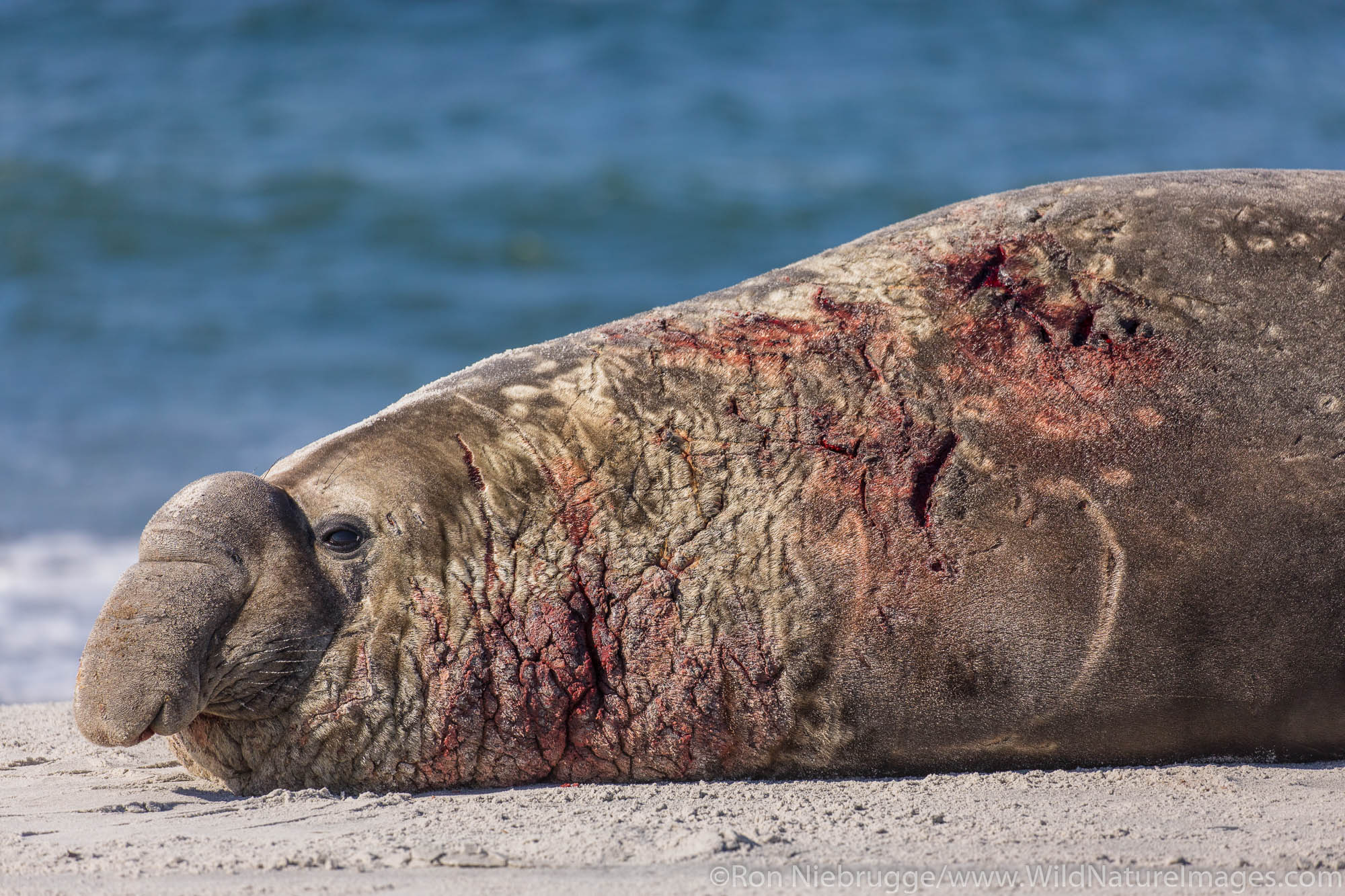Southern Elephant Seal, Sea Lion Island, Falkland Islands.
