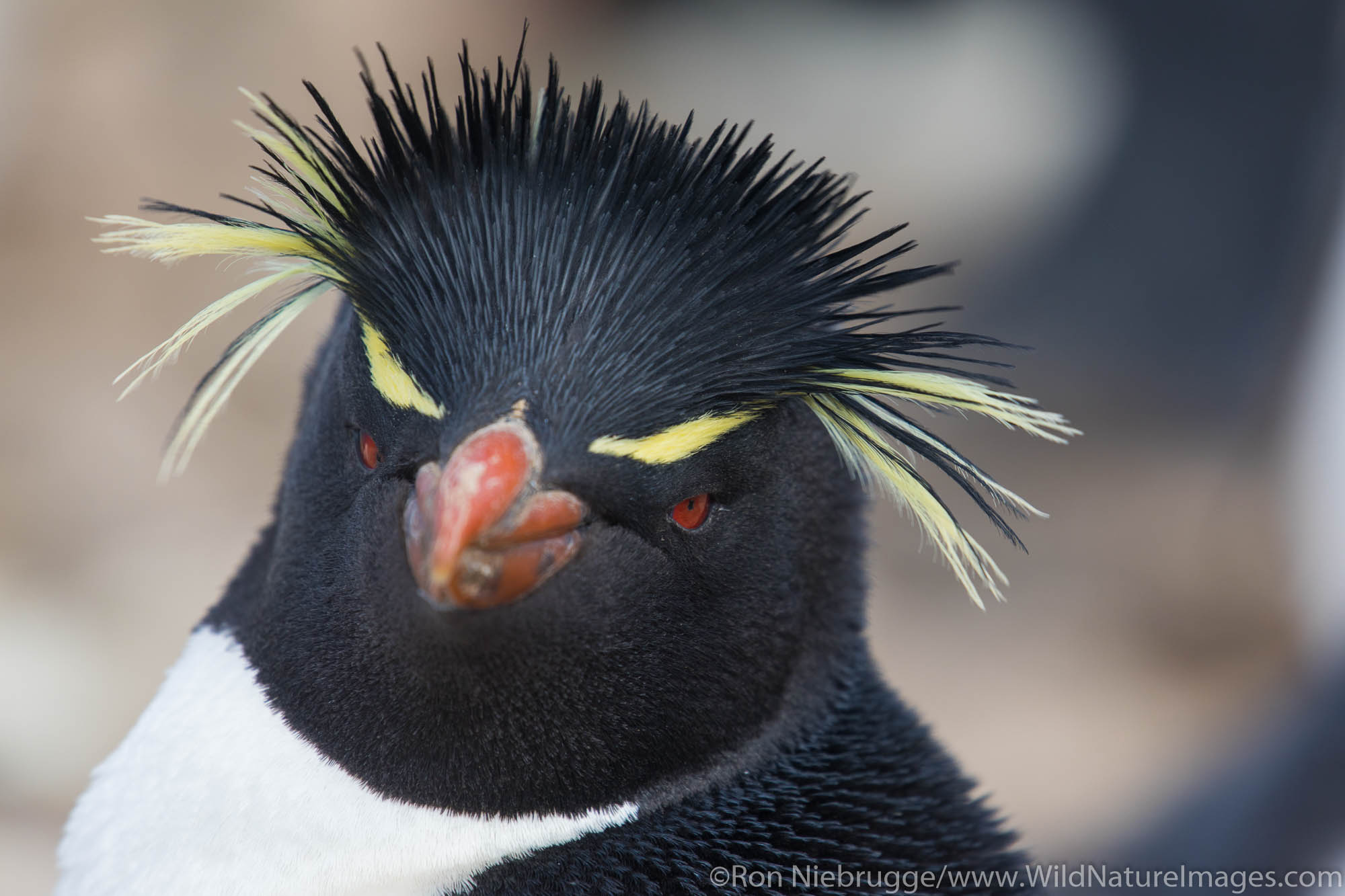 Rockhopper Penguin, Sea Lion Island, Falkland Islands.