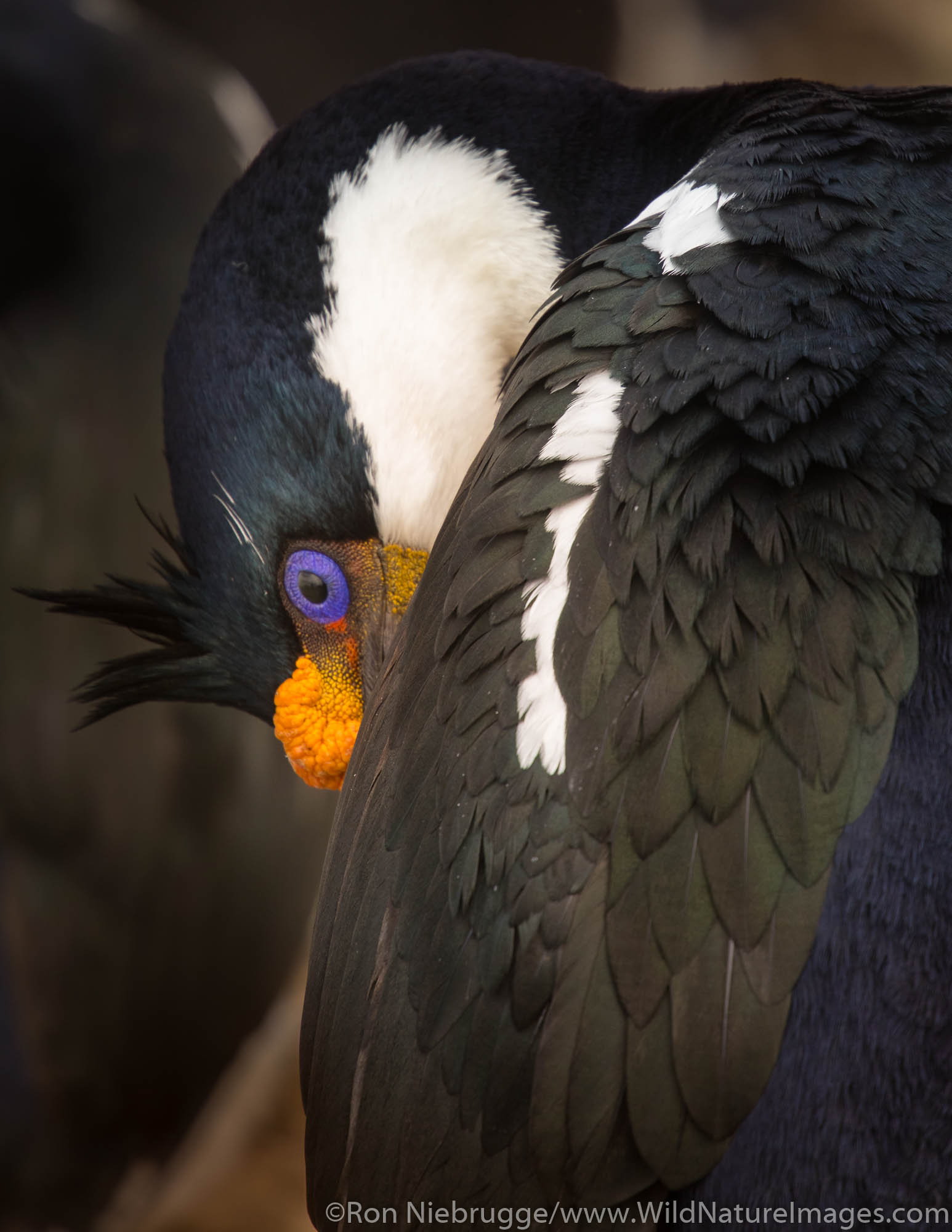 Imperial Shag, Sea Lion Island, Falkland Islands.