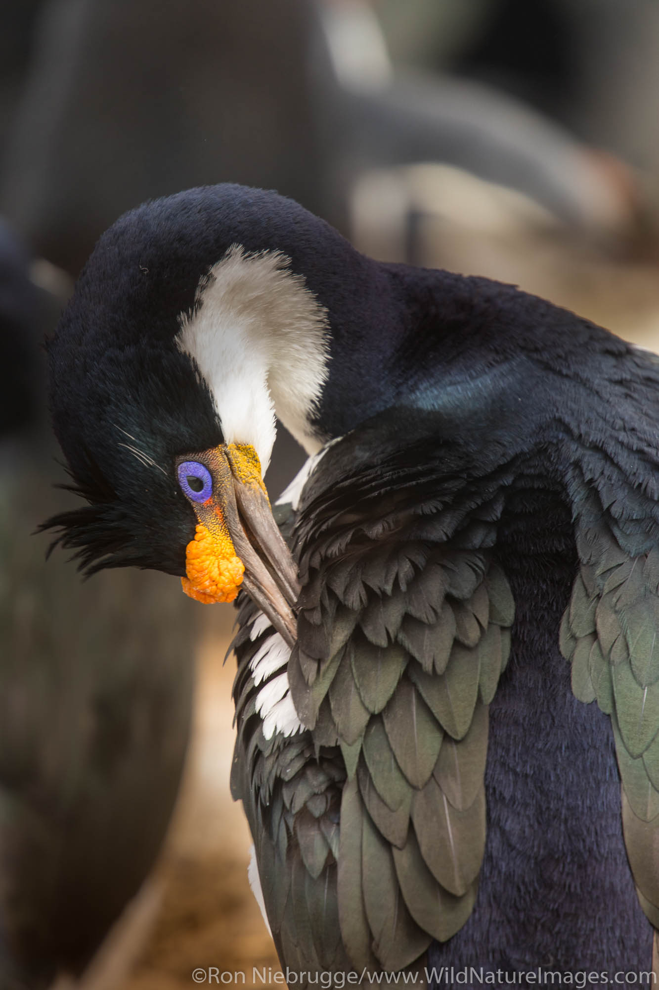 Imperial Shag, Sea Lion Island, Falkland Islands.