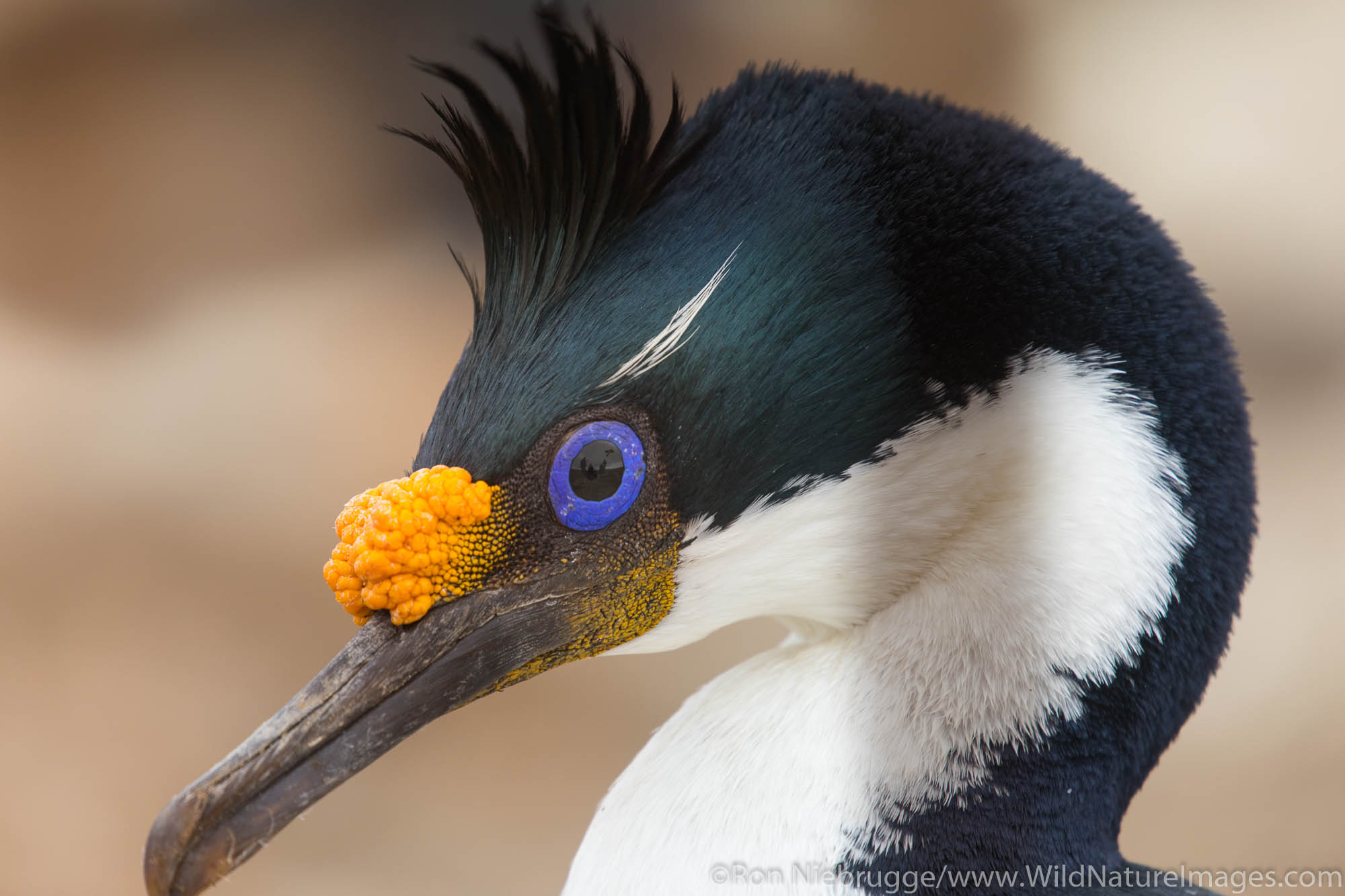 Imperial Shag, Sea Lion Island, Falkland Islands.