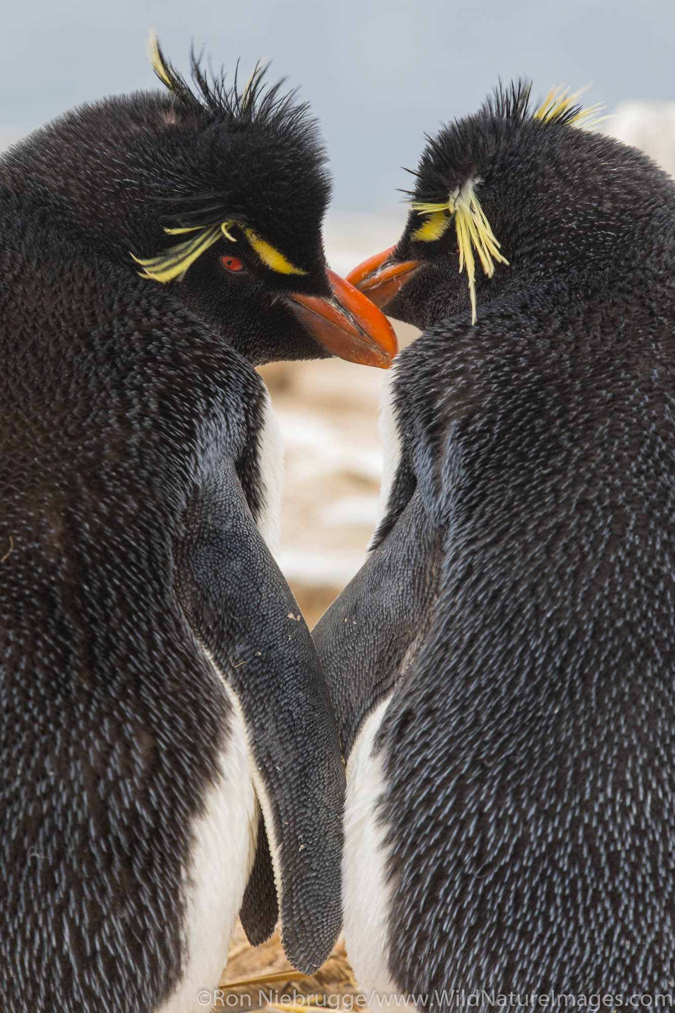 Rockhopper Penguins, Sea Lion Island, Falkland Islands.