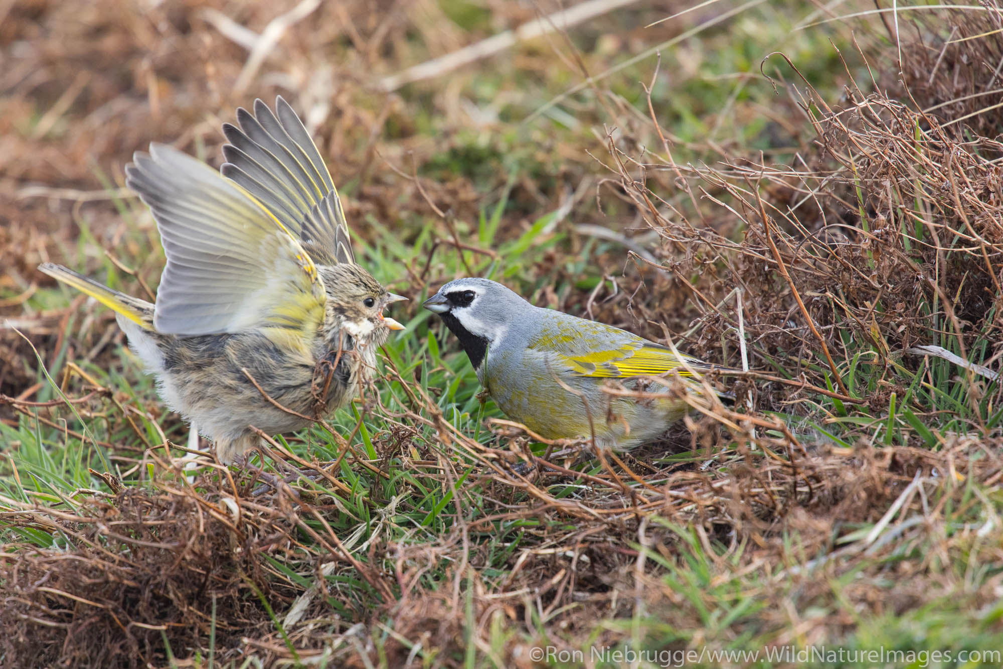 Black-throated finch, Sea Lion Island, Falkland Islands.