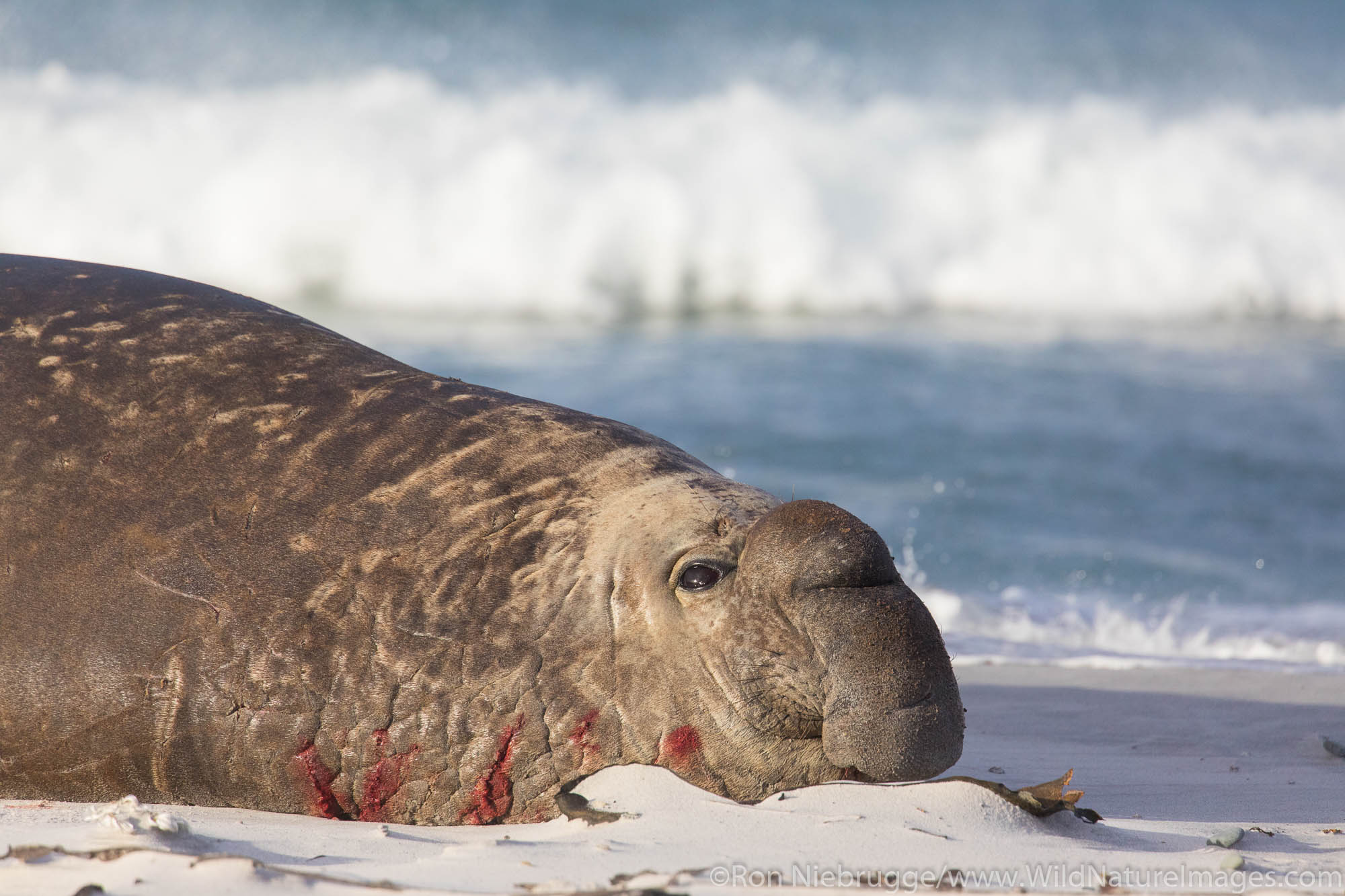 Southern Elephant Seal, Sea Lion Island, Falkland Islands.