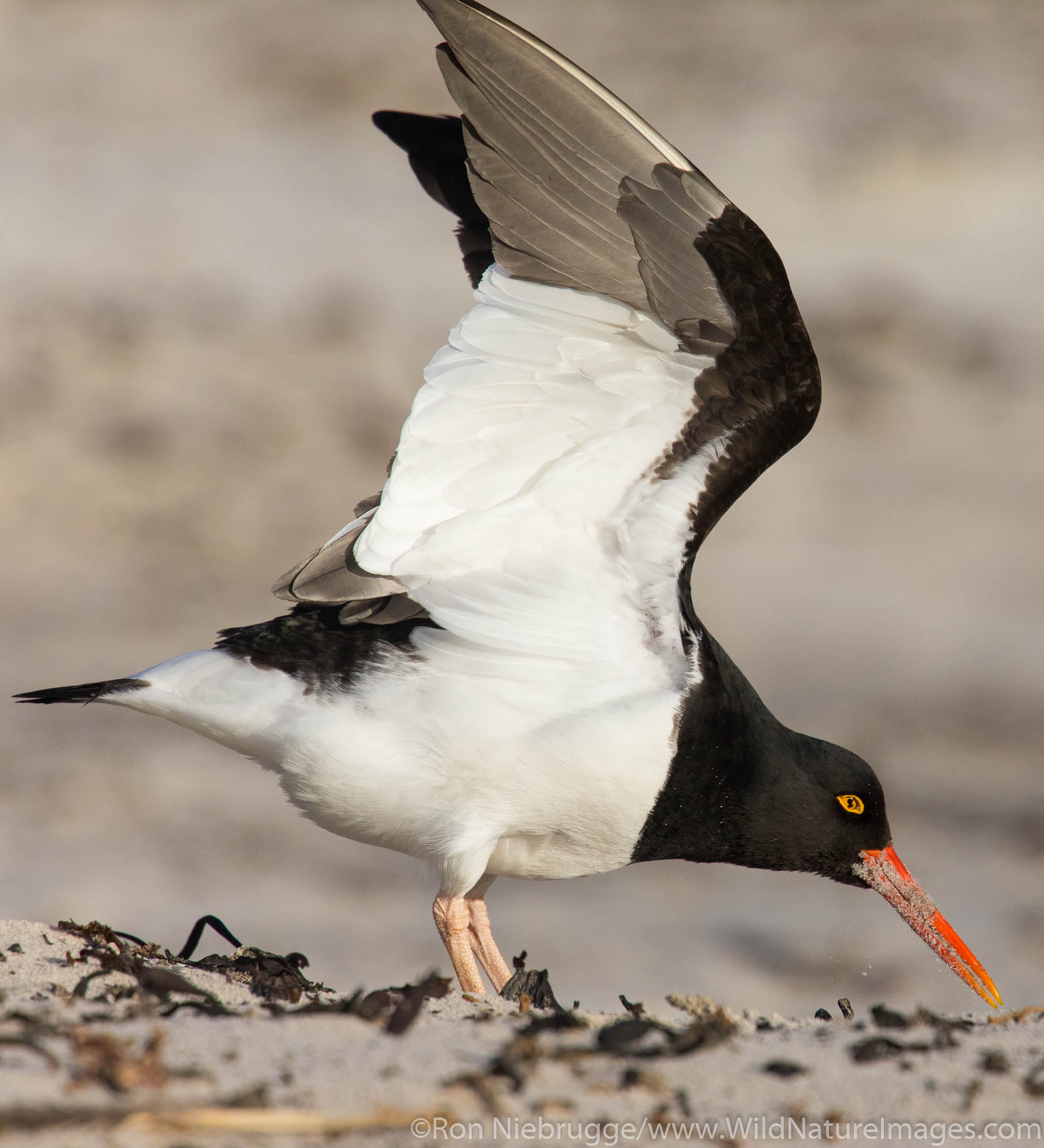 Magellanic oystercatcher, Sea Lion Island, Falkland Islands.