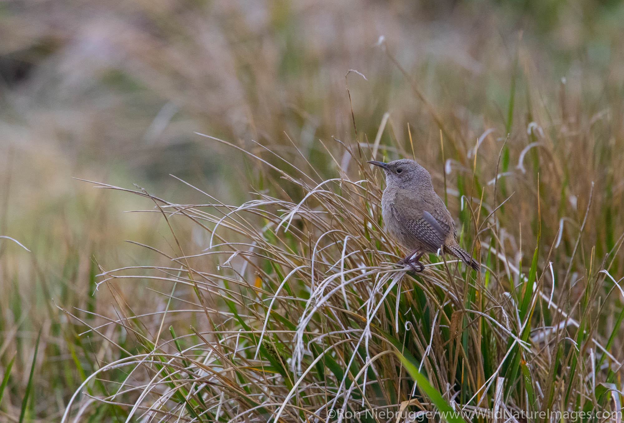 Cobb's Wren, Sea Lion Island, Falkland Islands.