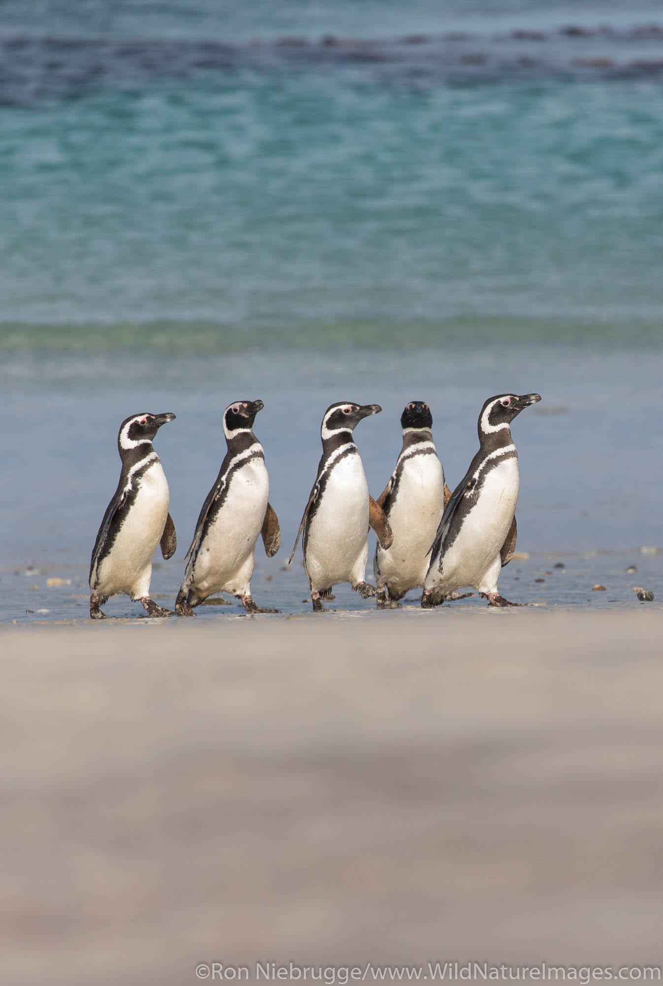 Magallanic Penguins, Carcass Island, Falkland Islands.