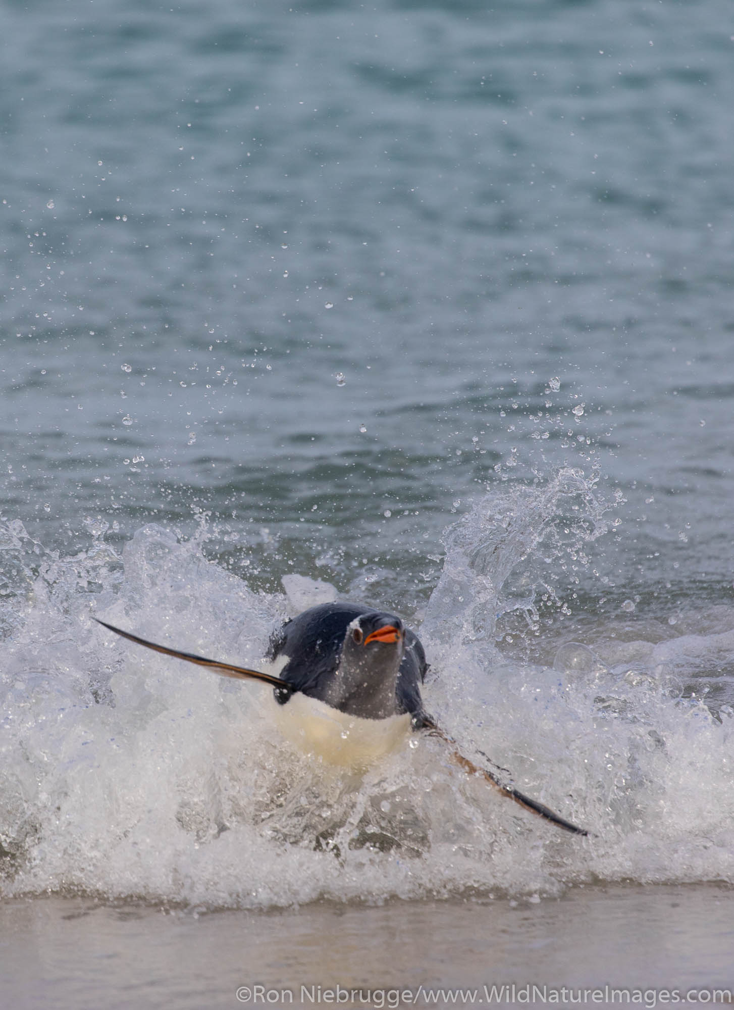 Surfing Gentoo Penguin, Carcass Island, Falkland Islands.