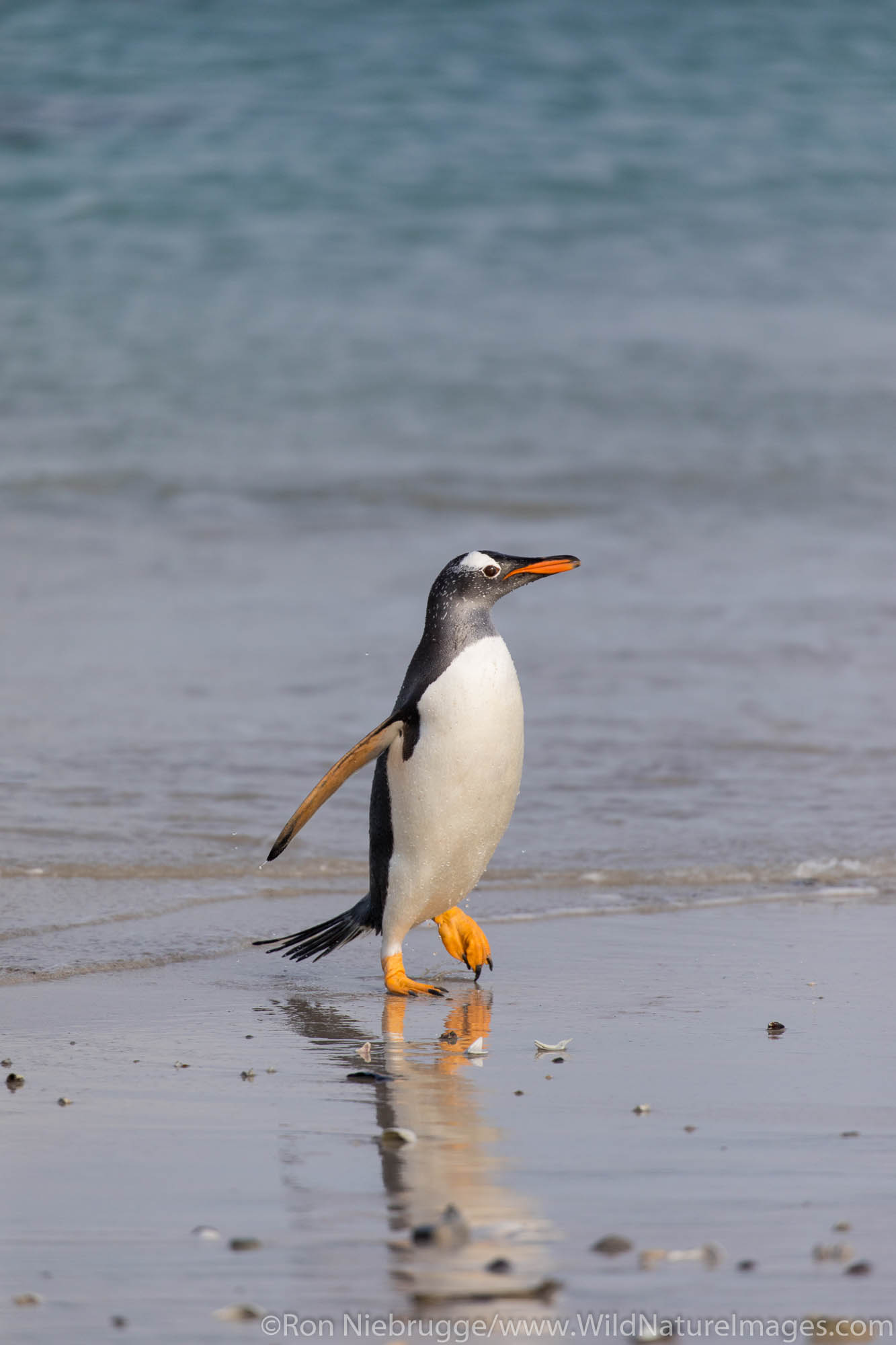 Gentoo Penguin, Carcass Island, Falkland Islands.