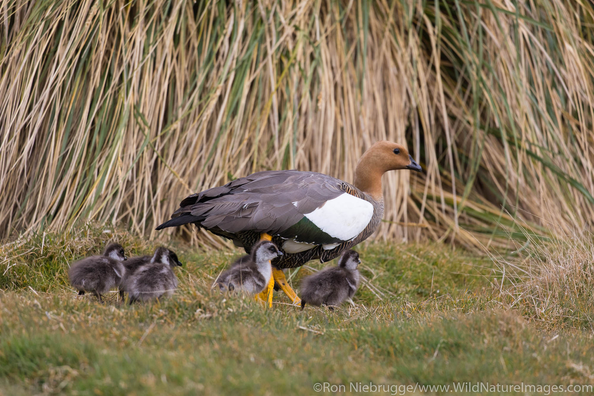 Upland Goose with goslings, Carcass Island, Falkland Islands.