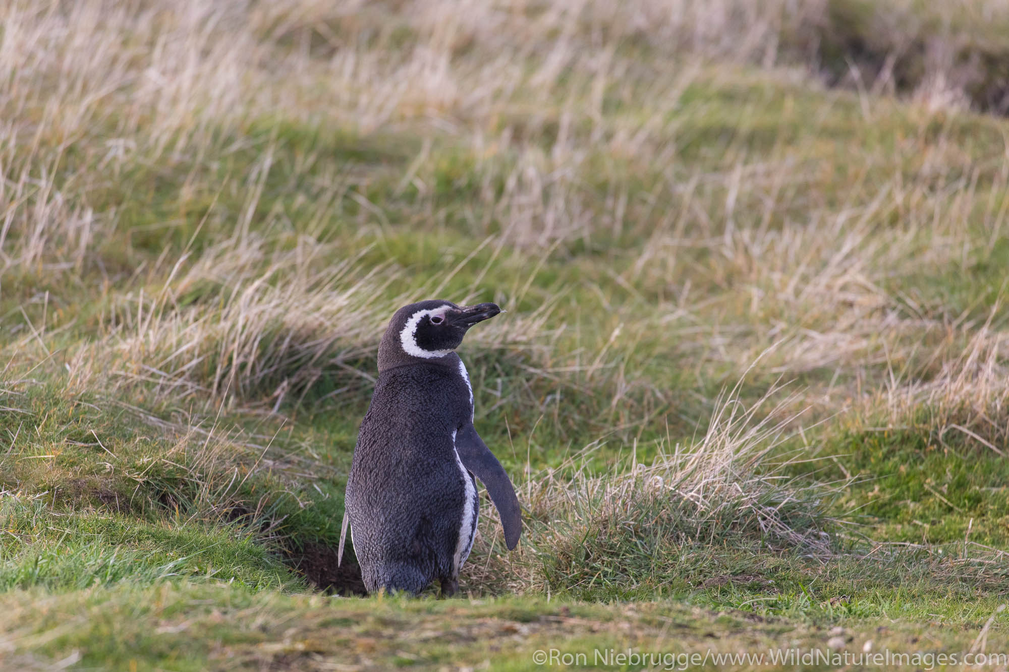 Magallanic Penguin, Carcass Island, Falkland Islands.