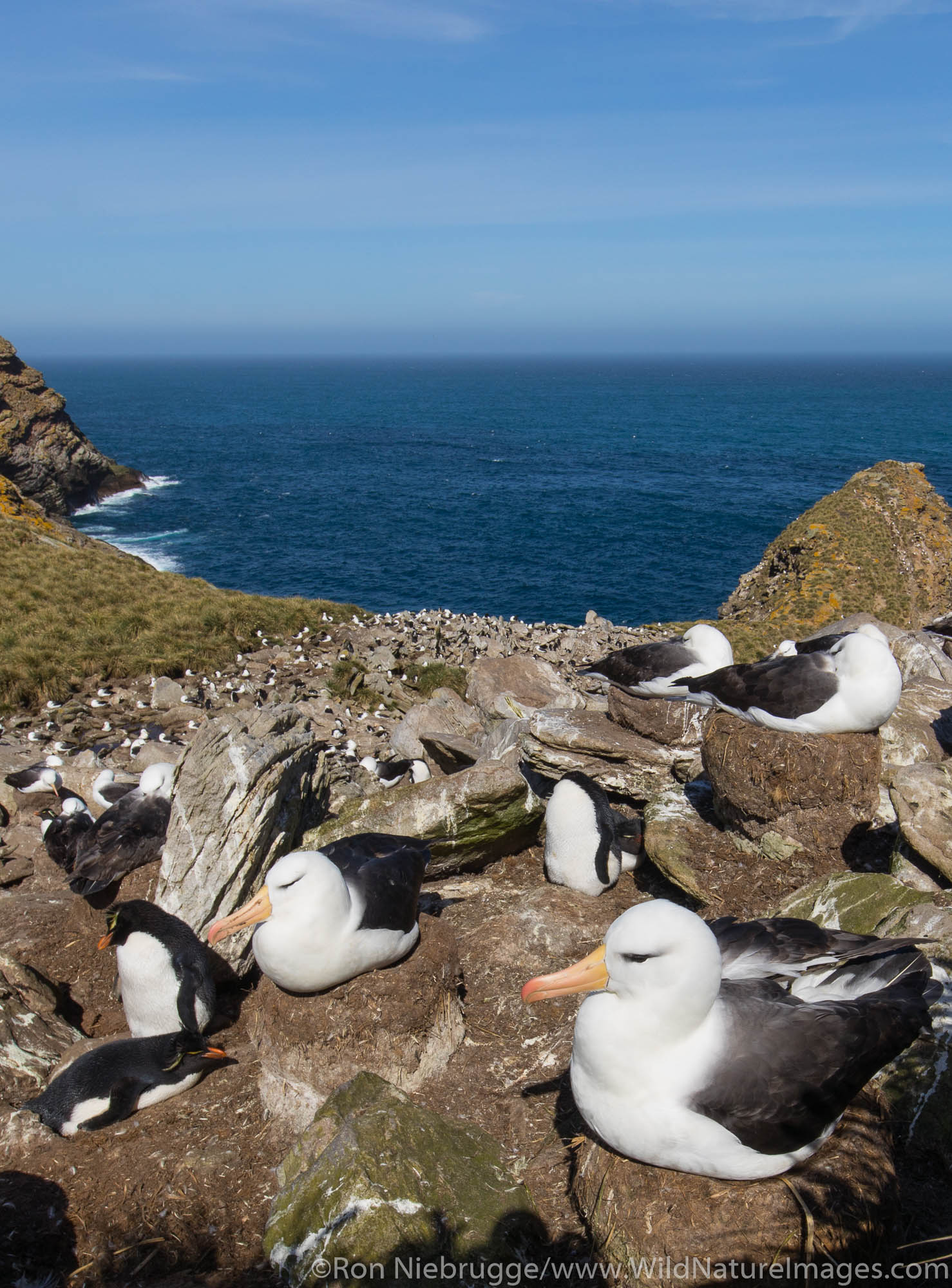 Black-browed Albatross and Rockhopper Penguins, West Point Island, Falkland Islands.
