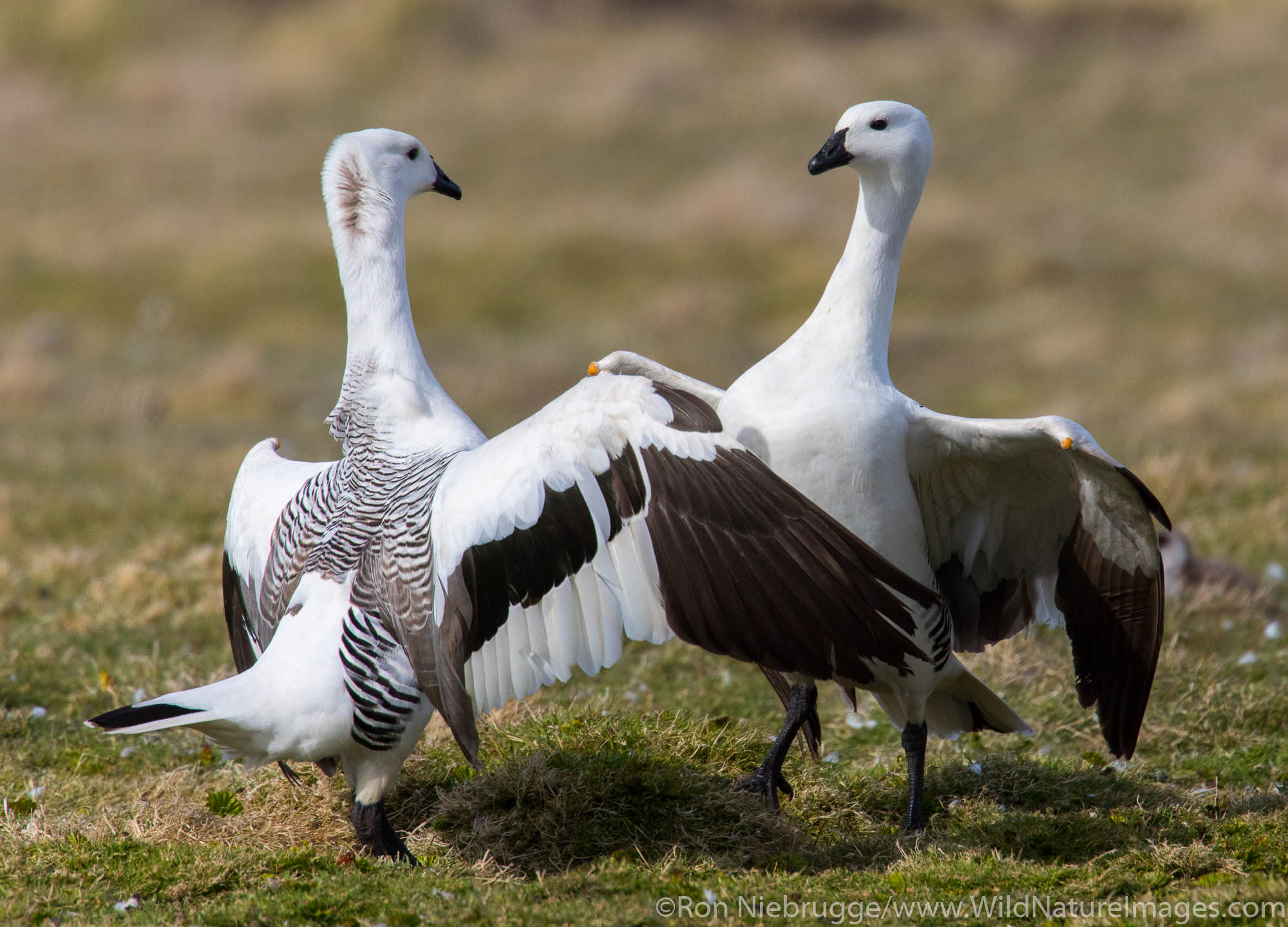 Carcass Island, Falkland Islands.