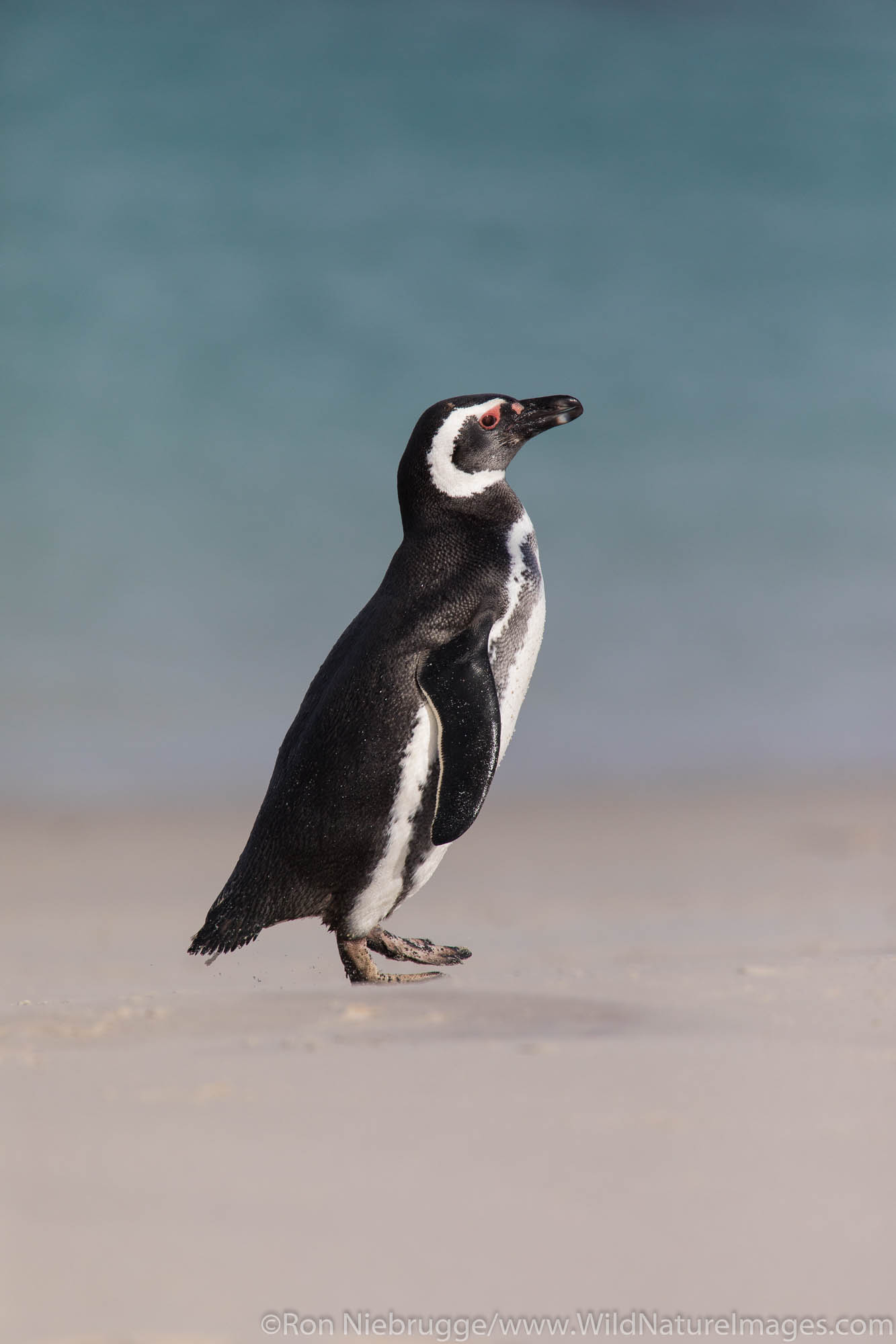 Magallanic Penguin, Carcass Island, Falkland Islands.