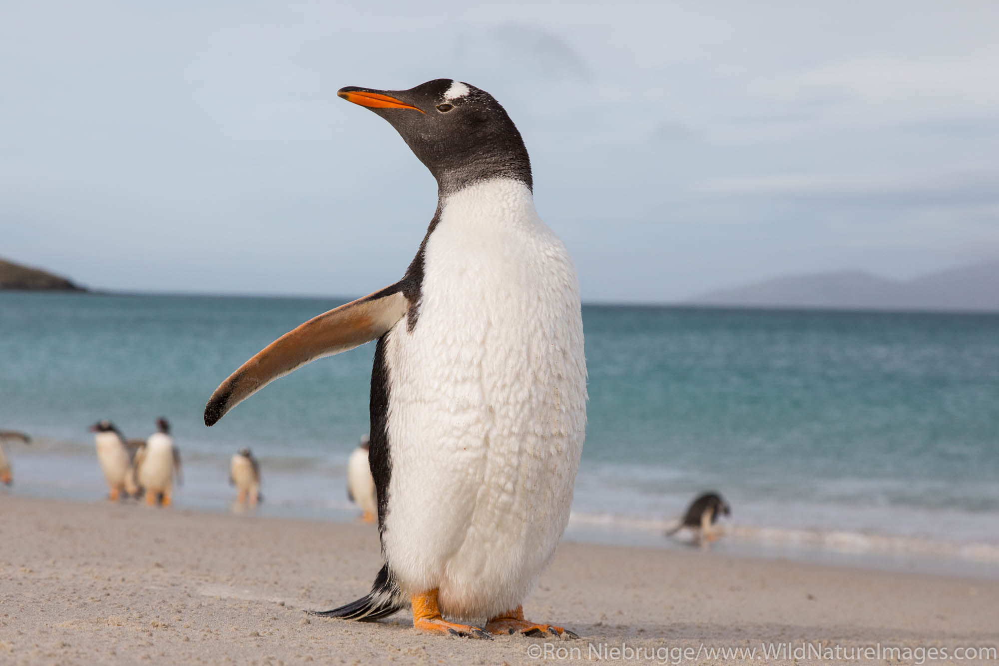 Gentoo Penguin, Carcass Island, Falkland Islands.