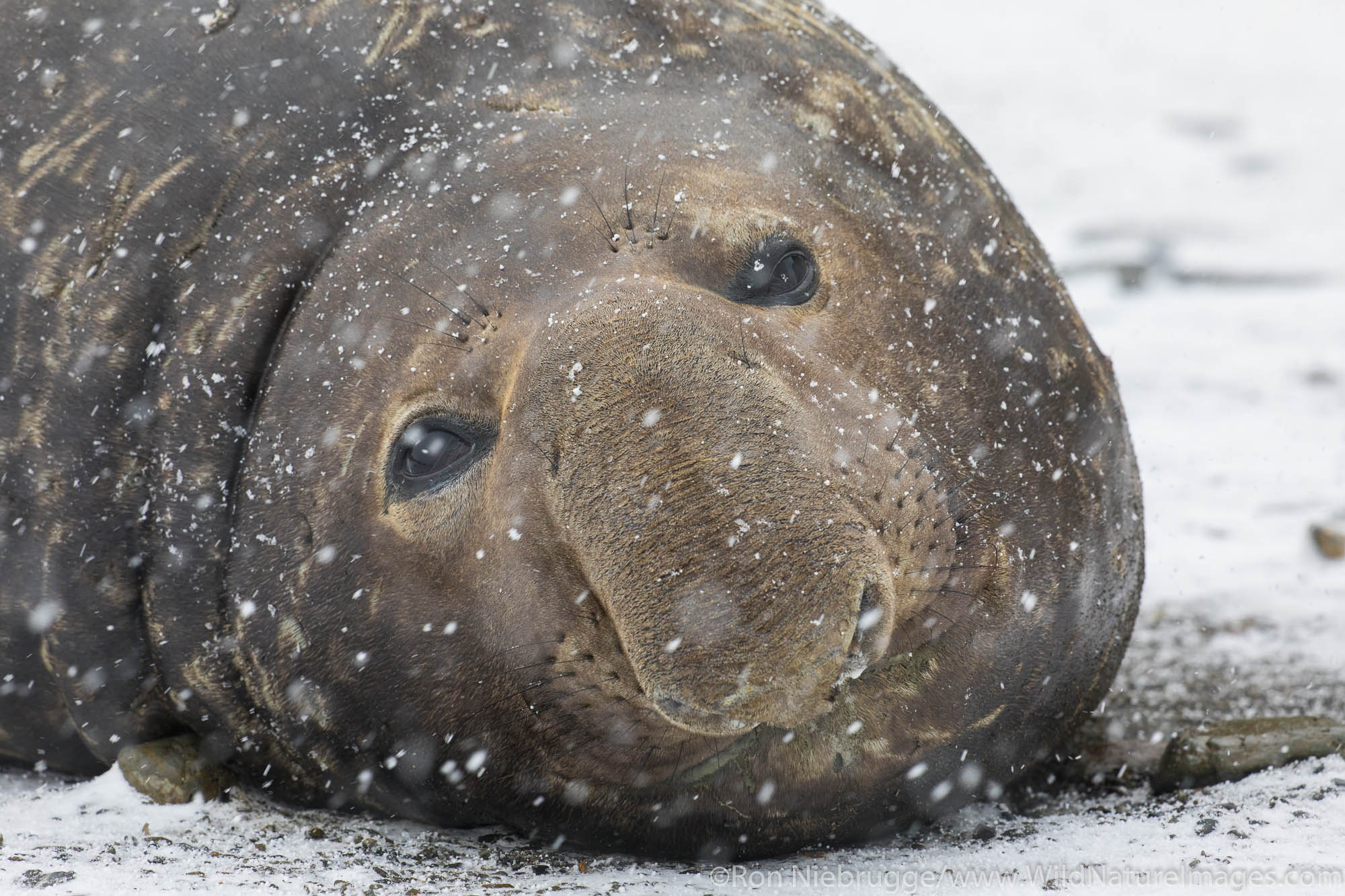 Southern Elephant Seal, Fortuna Bay, South Georgia, Antarctica.