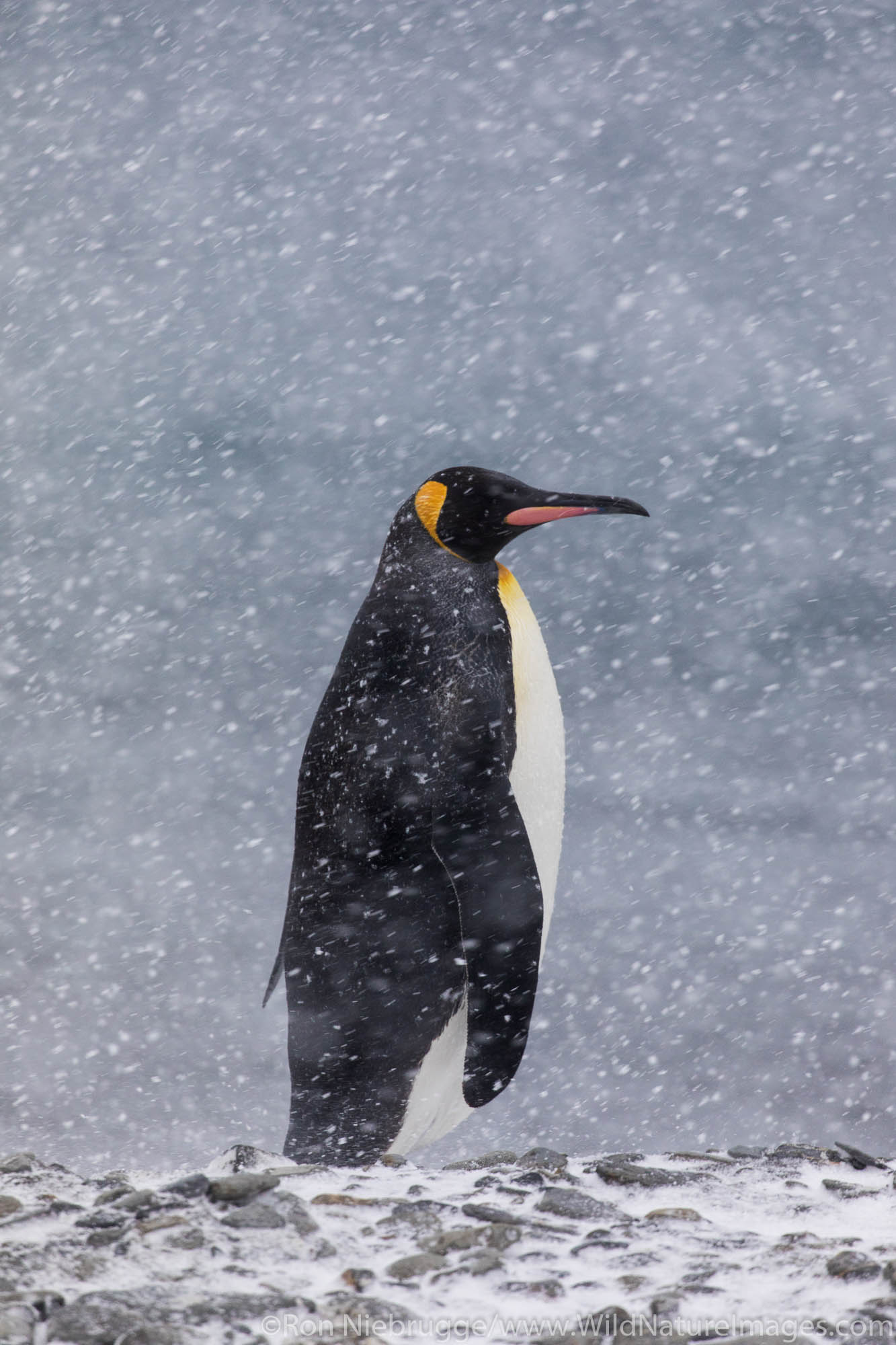 King Penguin, Fortuna Bay, South Georgia, Antarctica.