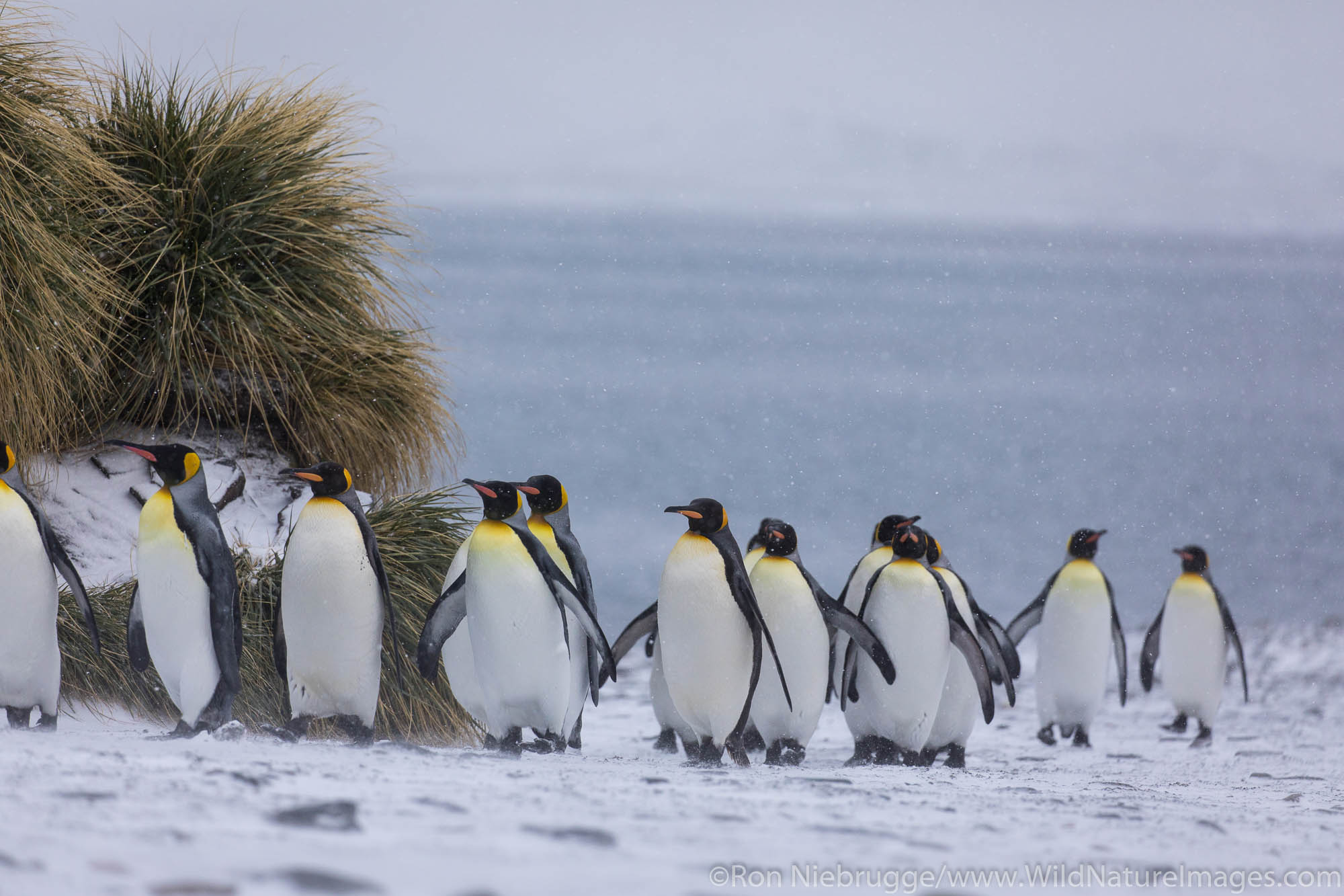 King Penguins, Fortuna Bay, South Georgia, Antarctica.