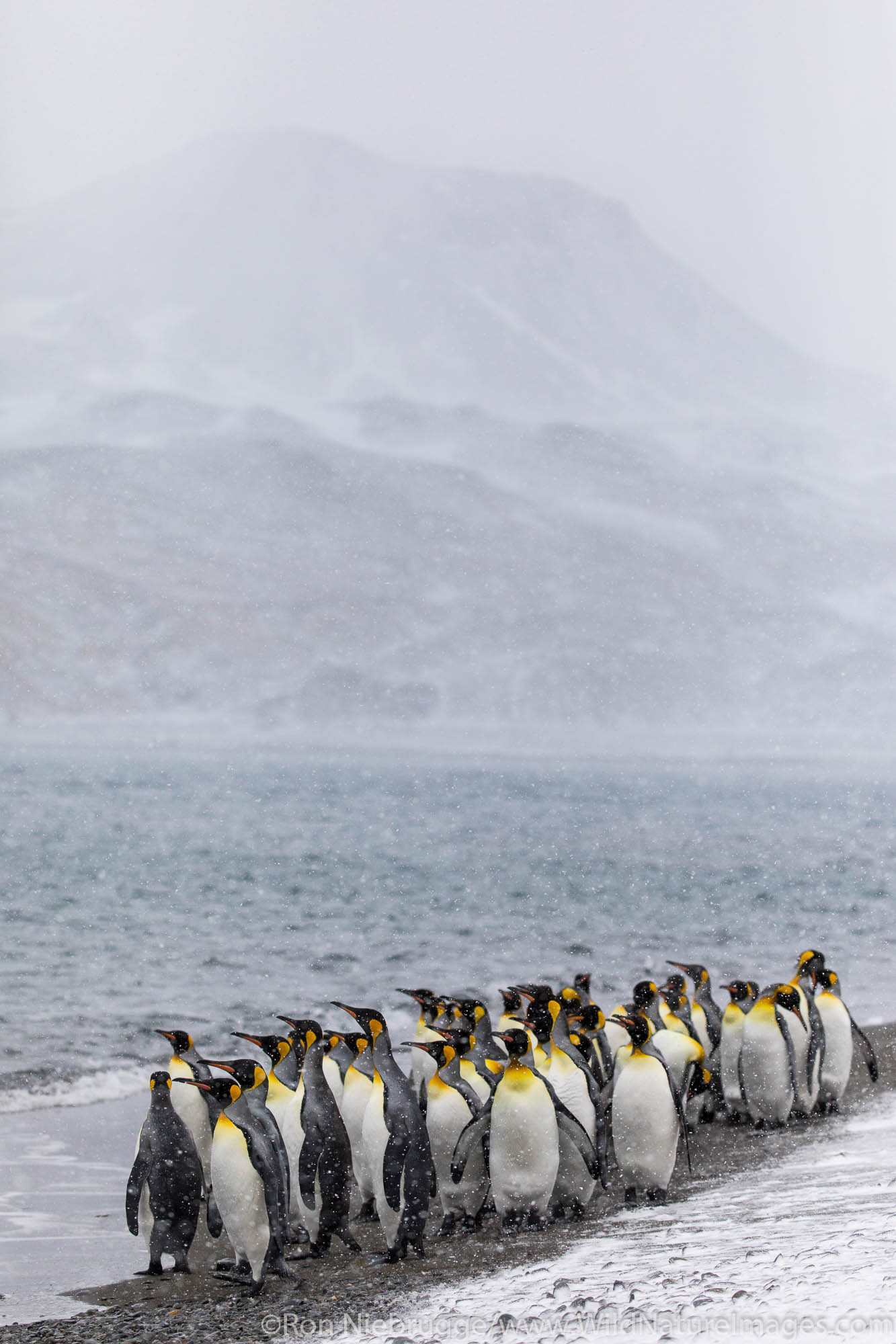 King Penguins, Fortuna Bay, South Georgia, Antarctica.