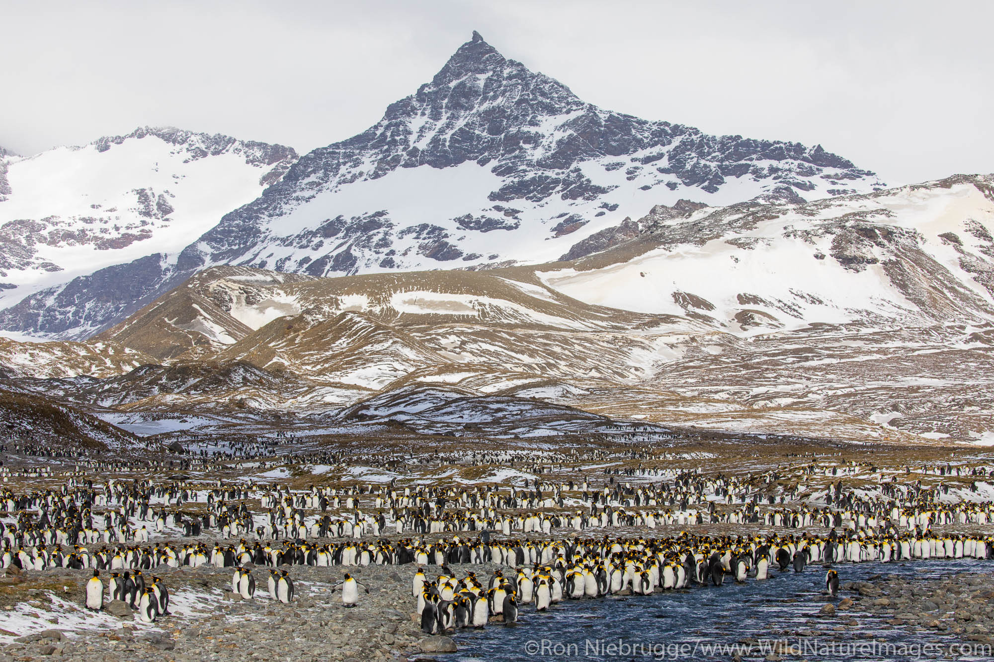 King Penguins, St Andrews Bay, South Georgia, Antarctica.