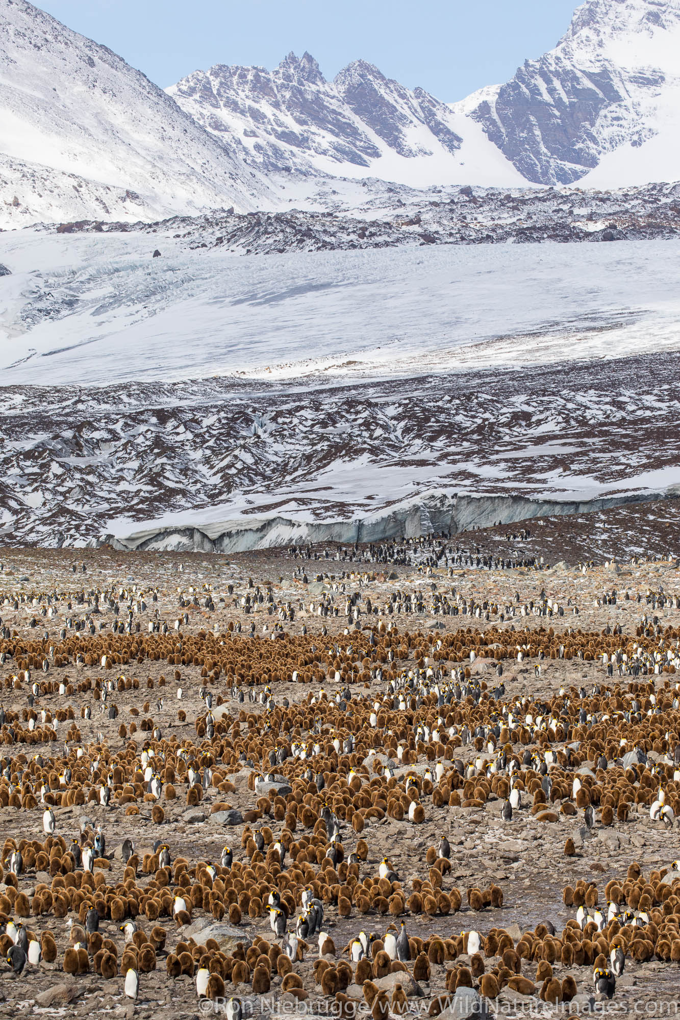 King Penguins, St Andrews Bay, South Georgia, Antarctica.