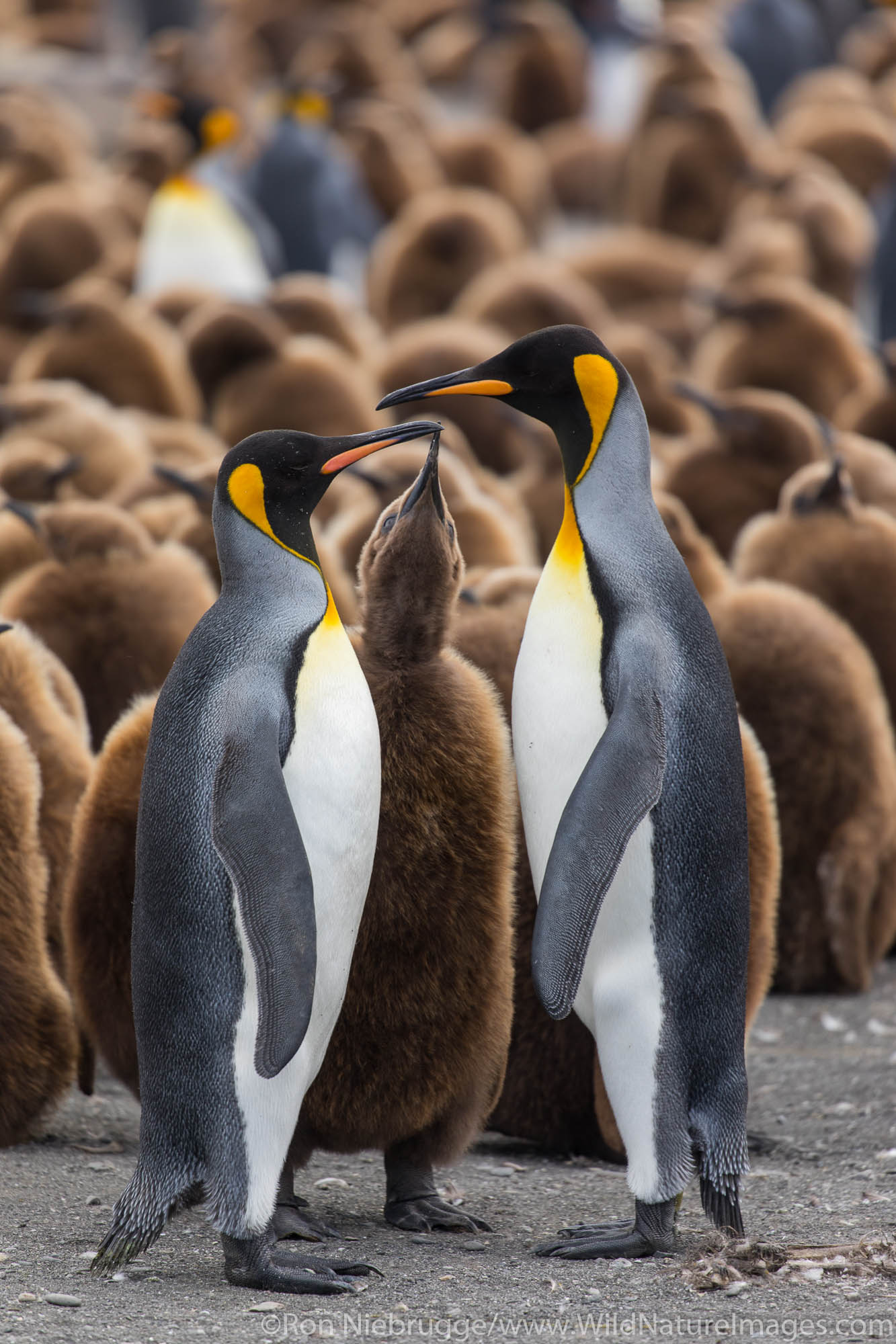 King Penguins, Gold Harbour, South Georgia, Antarctica.