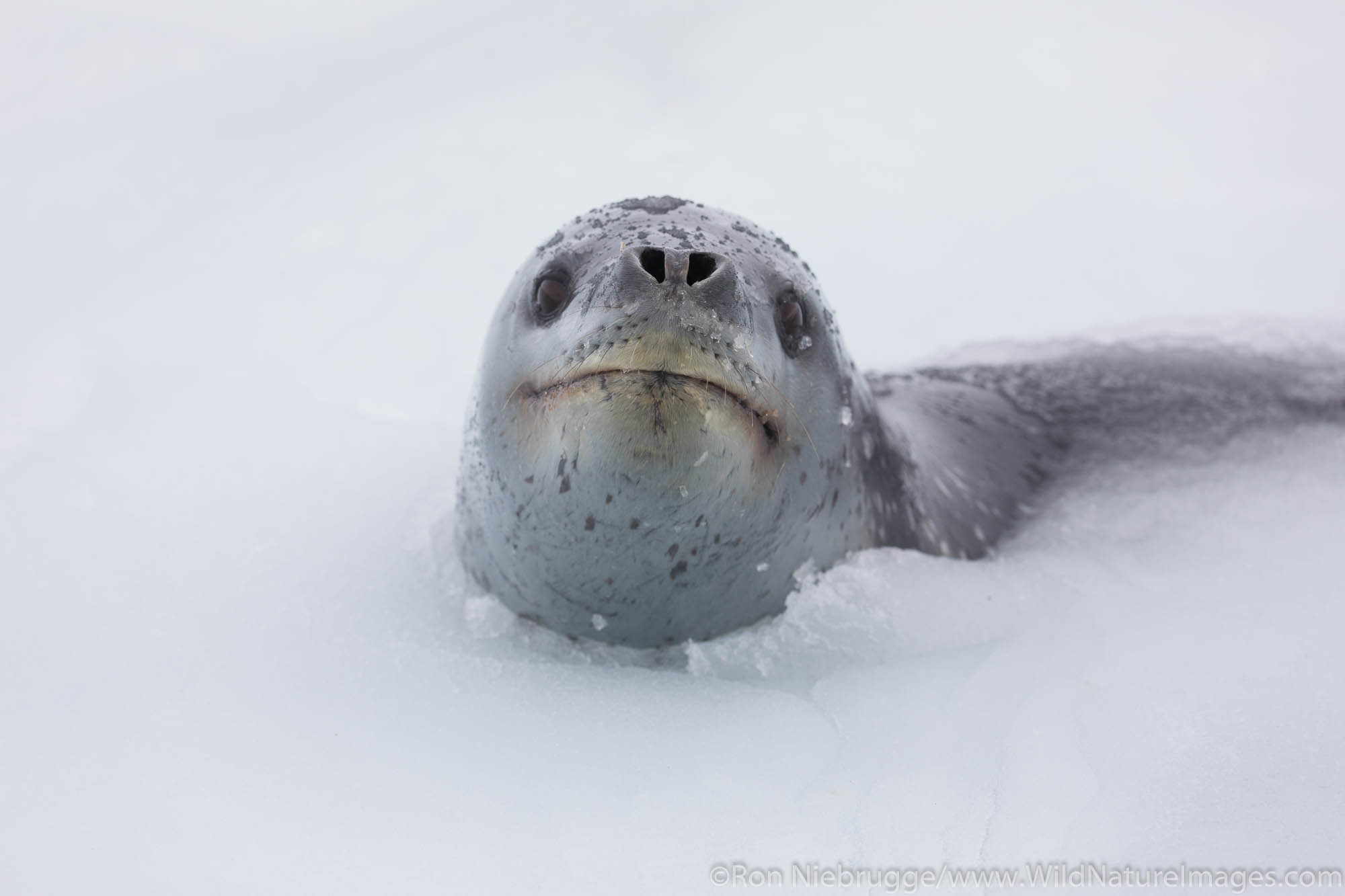 Leopard Seal, Right Whale Bay, South Georgia, Antarctica.