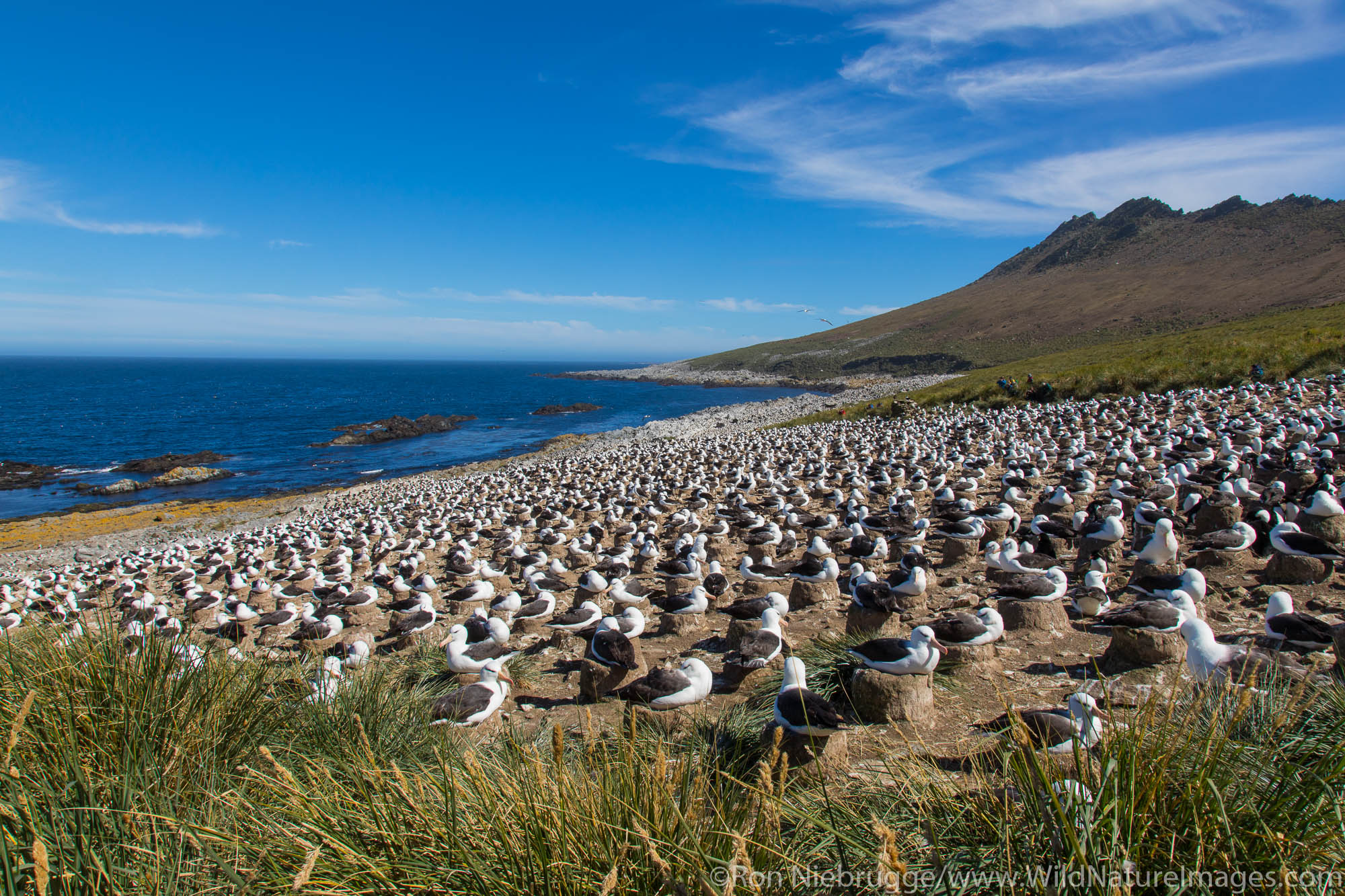 Black-browed Albatross colony, Steeple Jason Island, Falkland Islands.