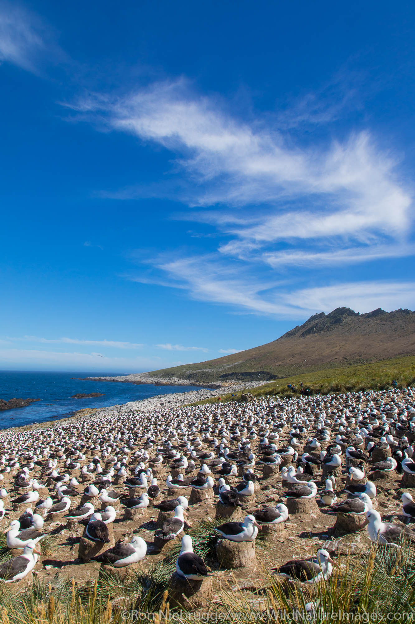 Black-browed Albatross colony, Steeple Jason Island, Falkland Islands.