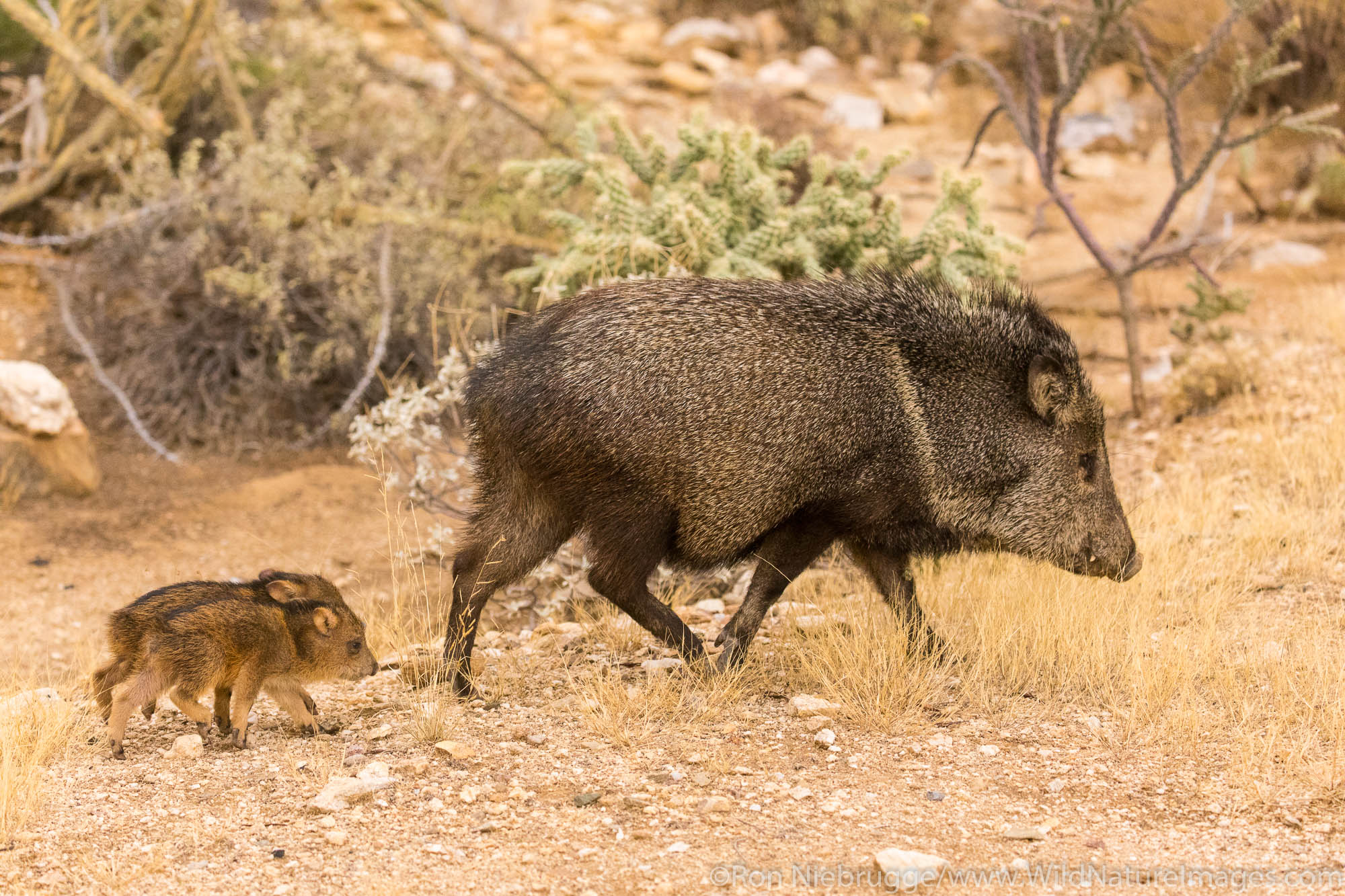 Javalina.  Arizona.