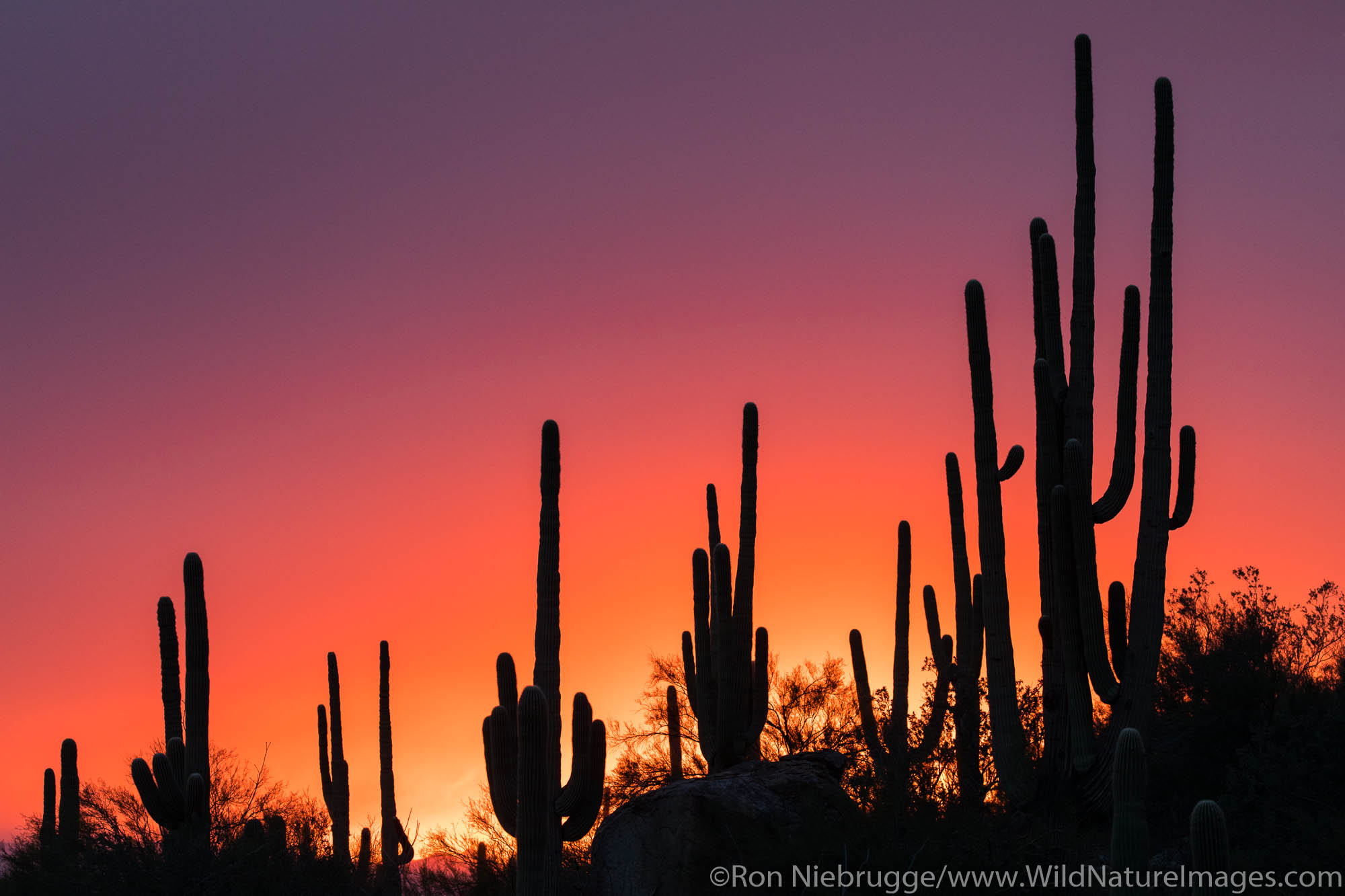 Sagauro cactus silhouetted against sunset sky.  Arizona.