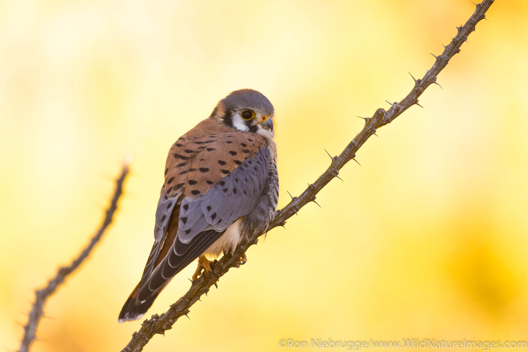 American Kestrel, Arizona.