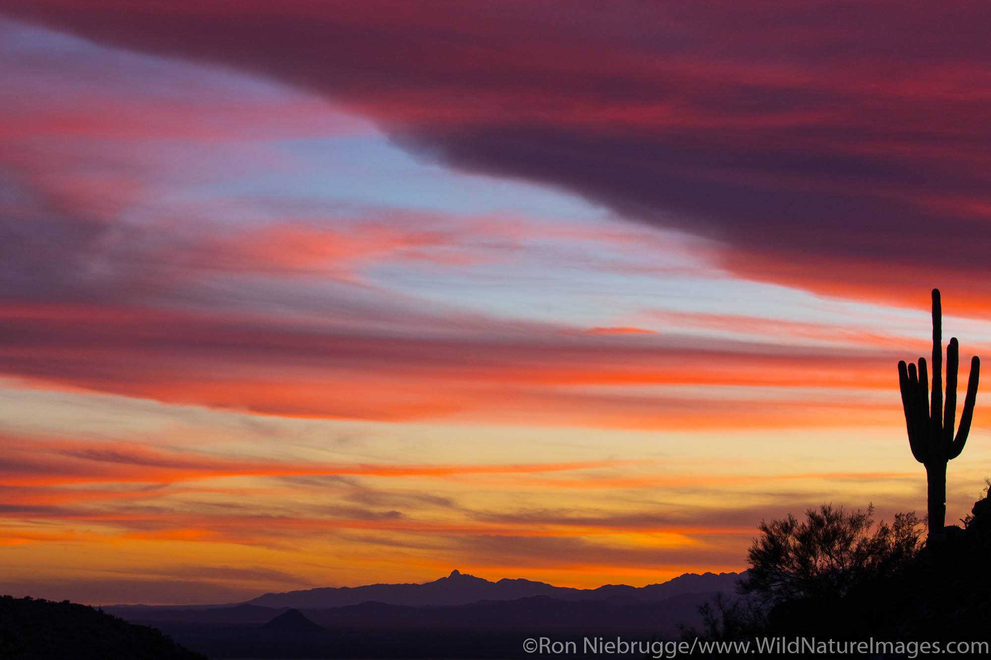 Sagauro cactus silhouetted against sunset sky.  Arizona.